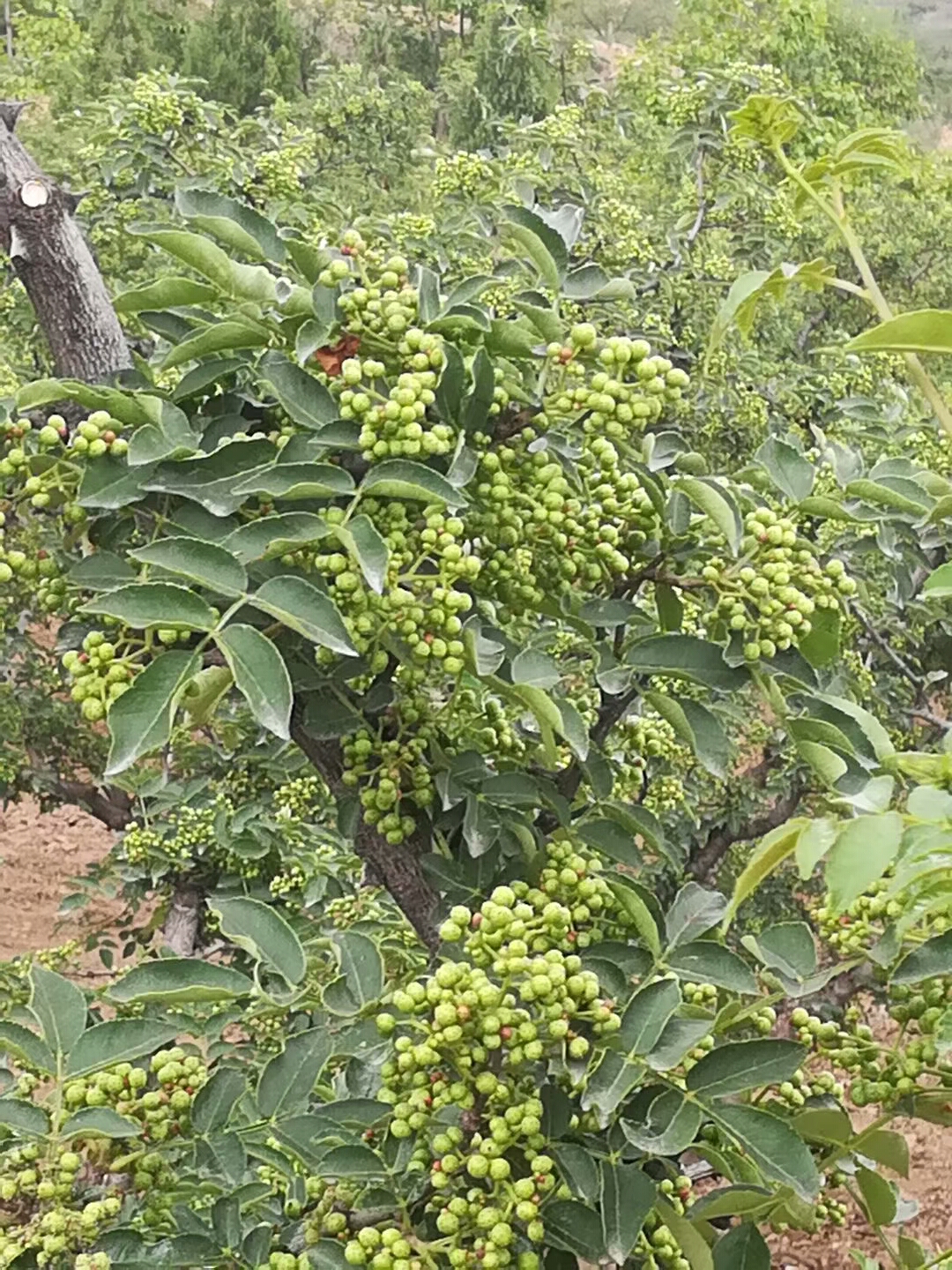 每天,都有不同的收获 (花椒地里的传说)