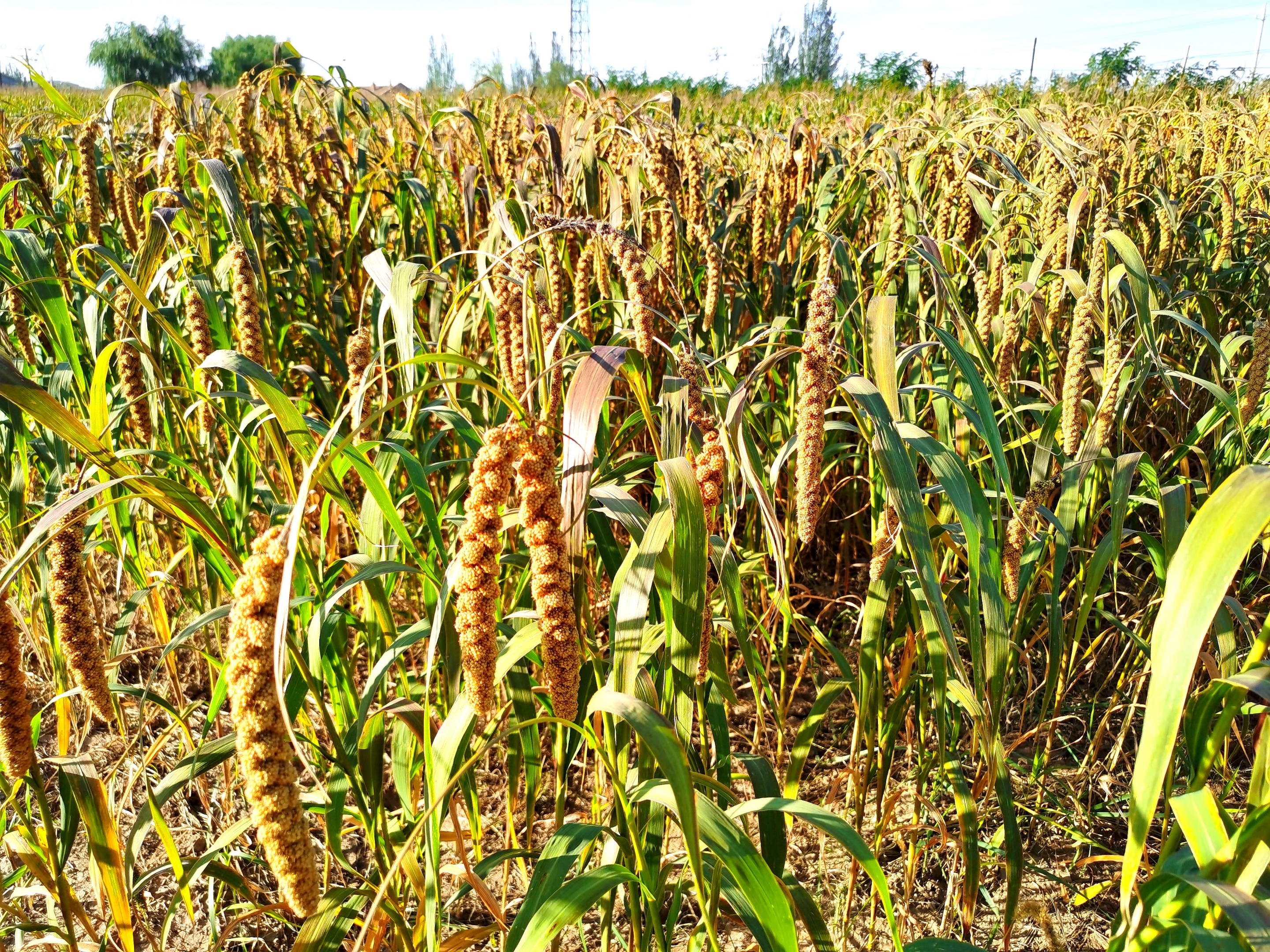 原创首发丰收的喜悦宁静向暖