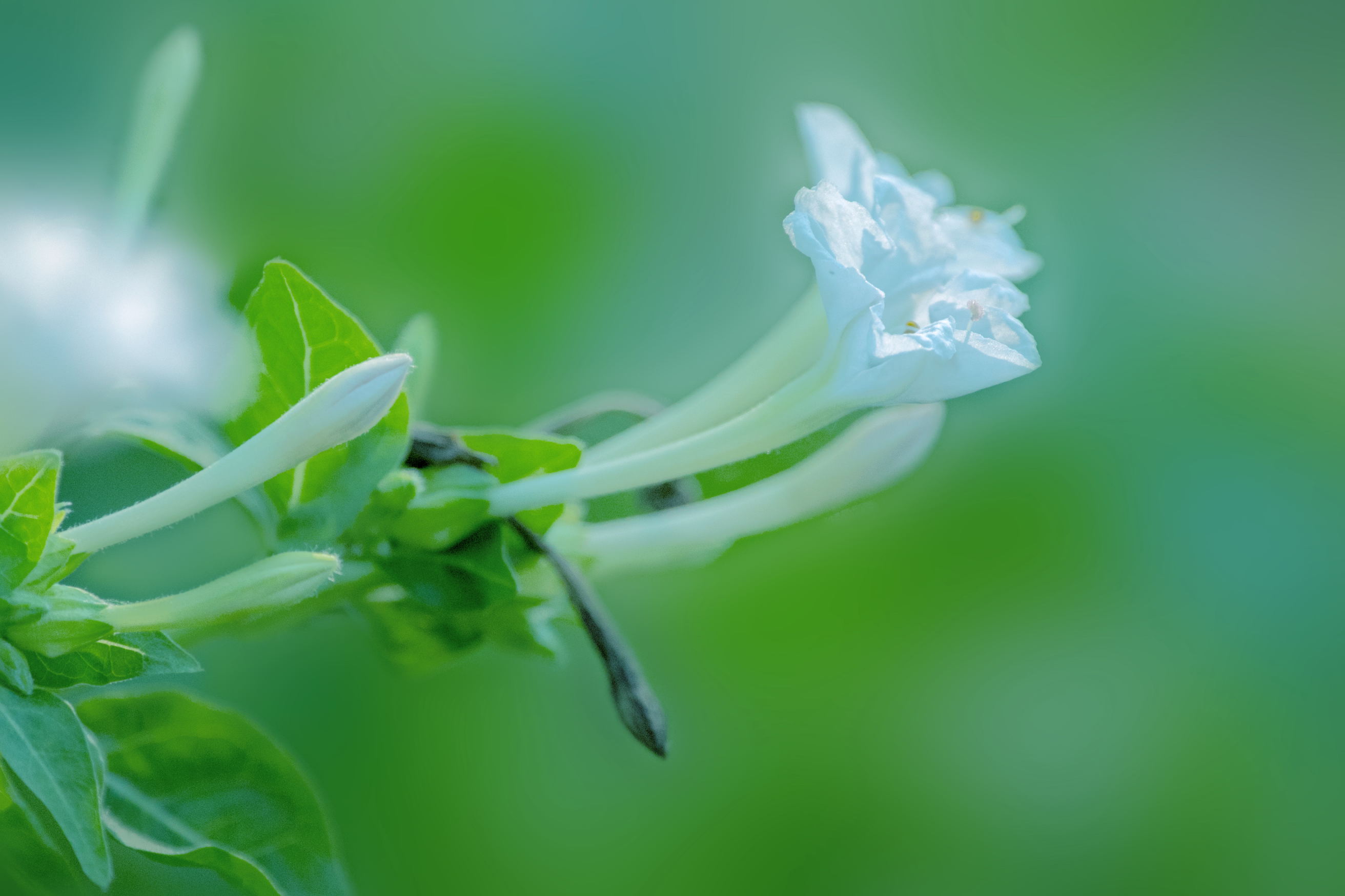 白色紫茉莉(首发)