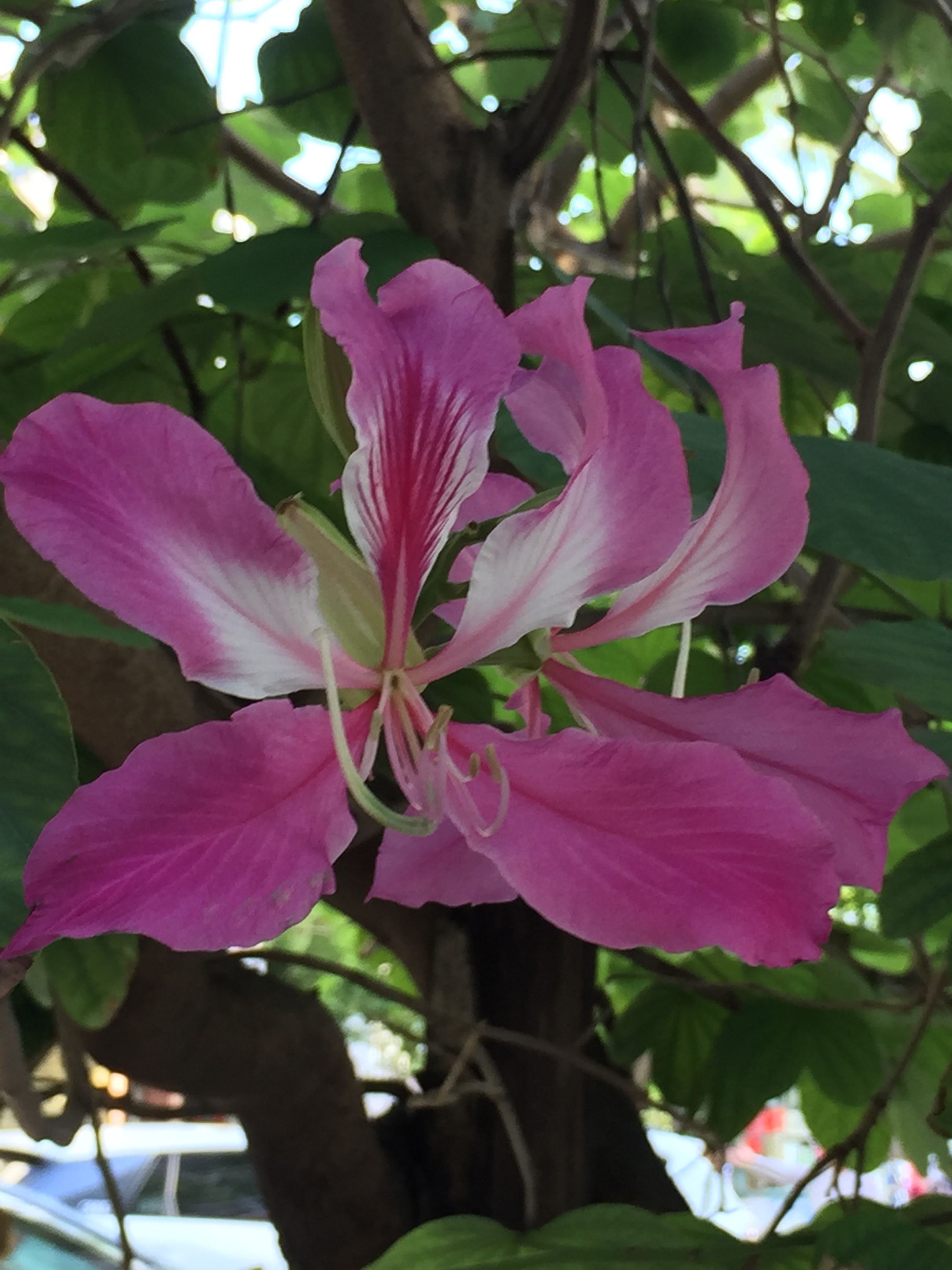 繁英满树紫荆花十月芳华令我夸