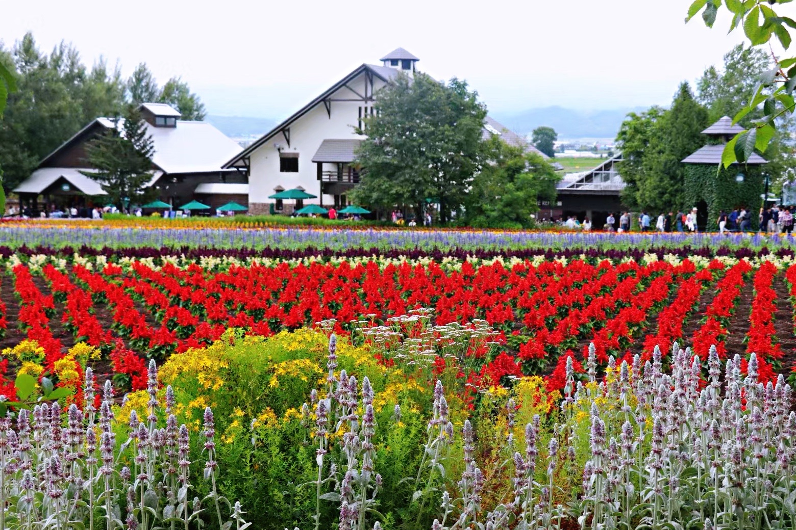 北海道富良野花海