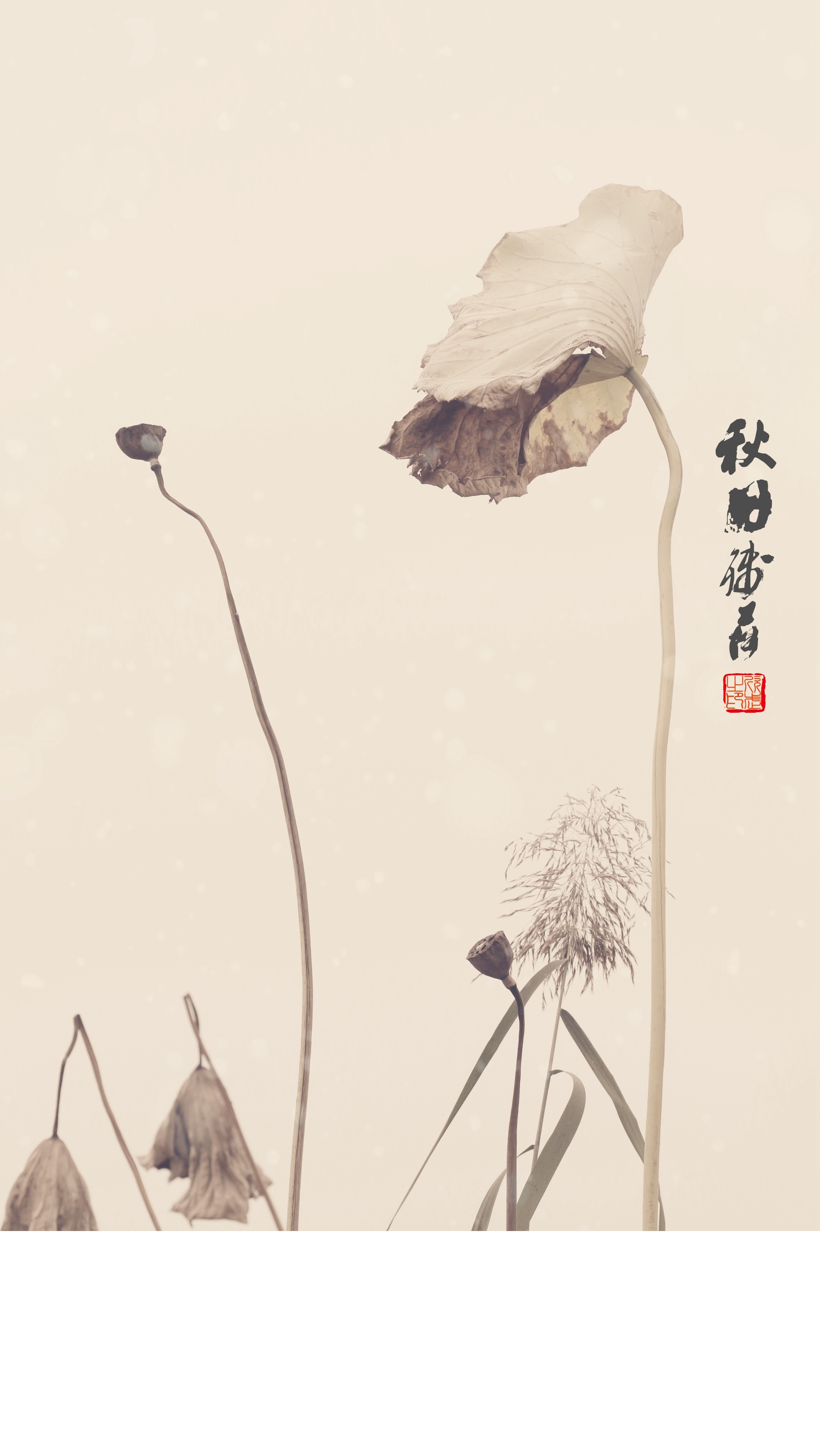 残荷之美画意摄影