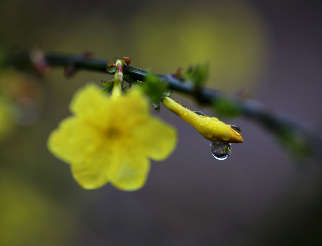 雨中小花