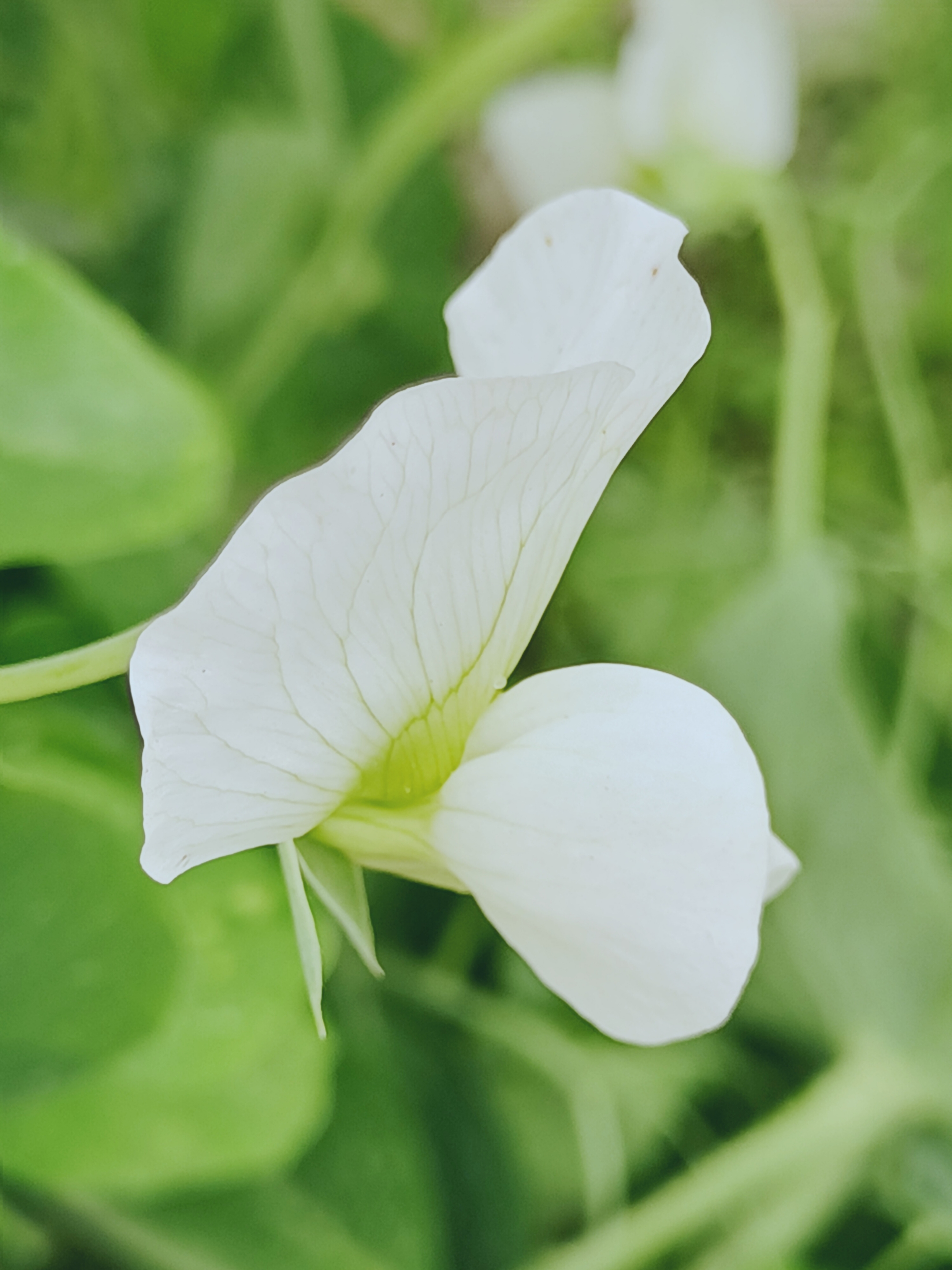 【摄影首发】微距下的香豌豆花