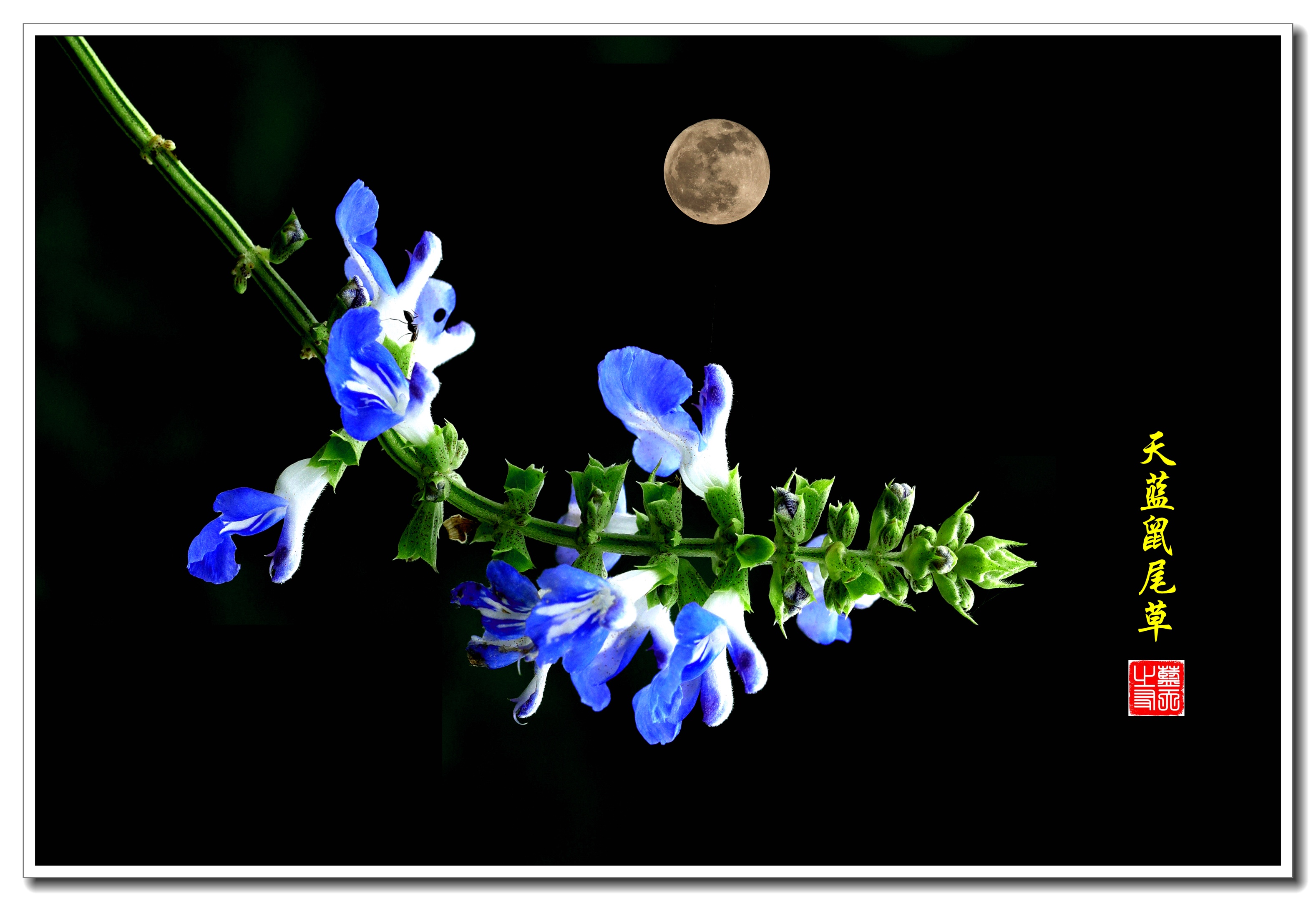 月光下的天蓝鼠尾草