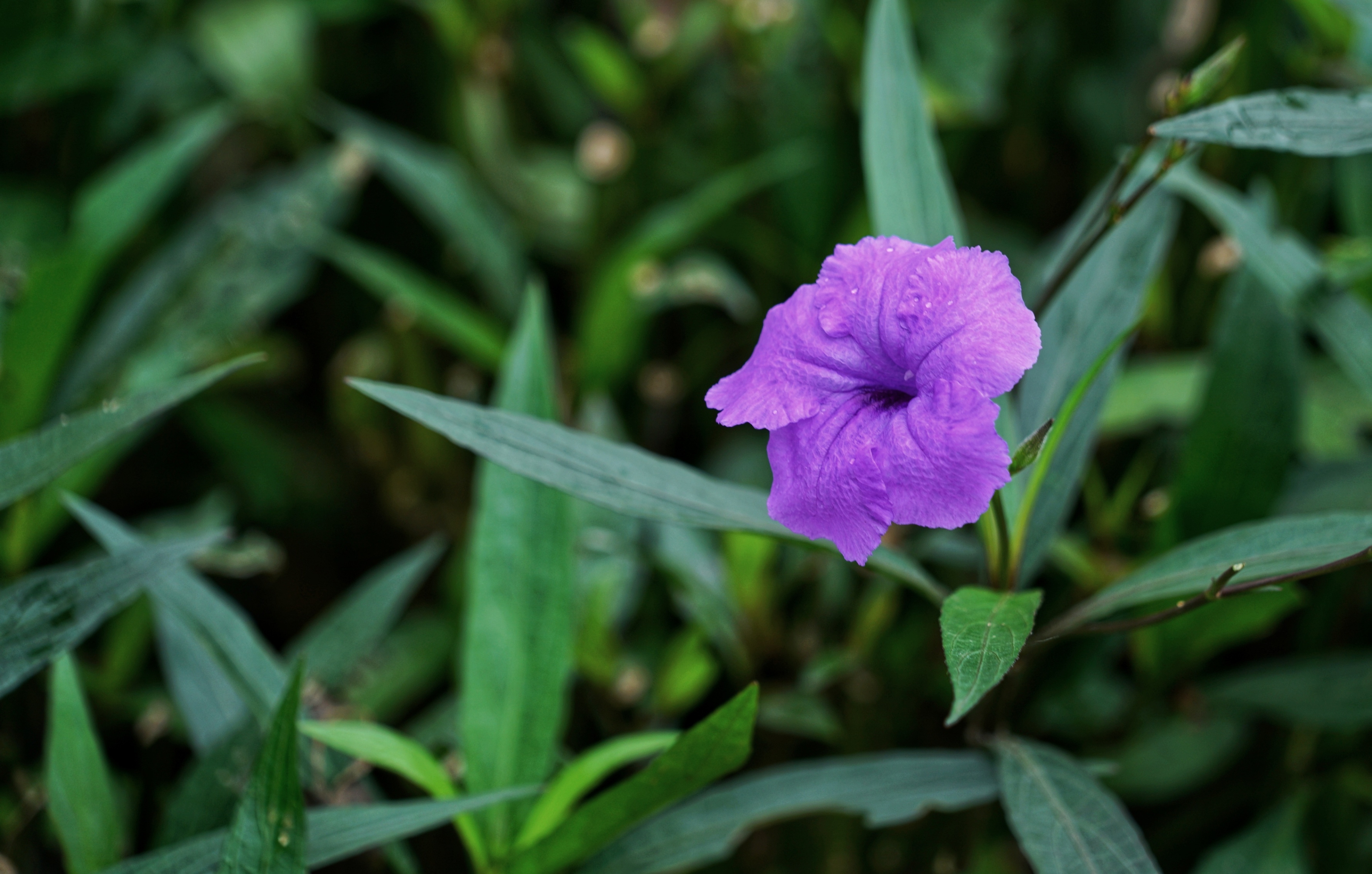 日开日新翠芦莉