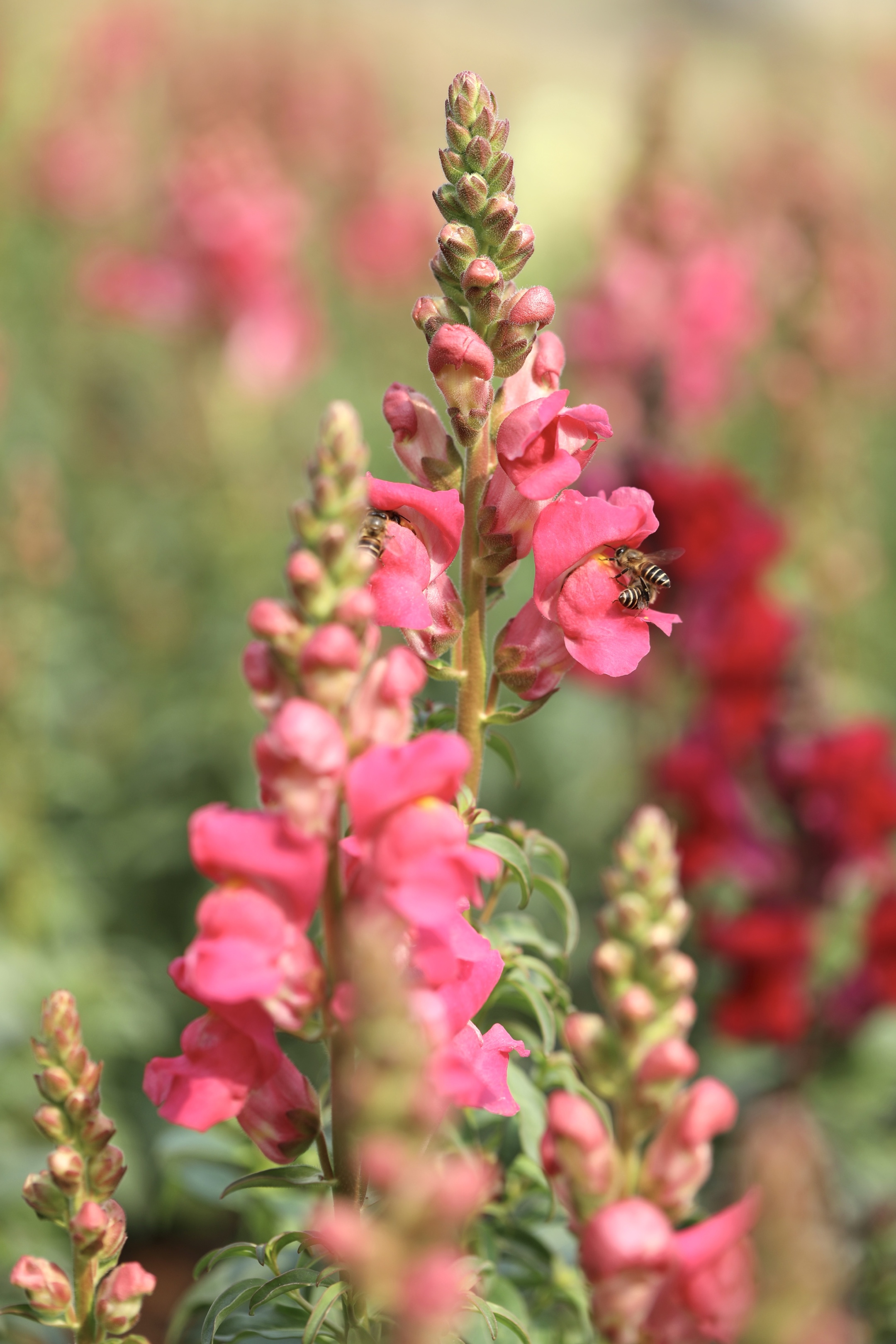 首发粉色金鱼草