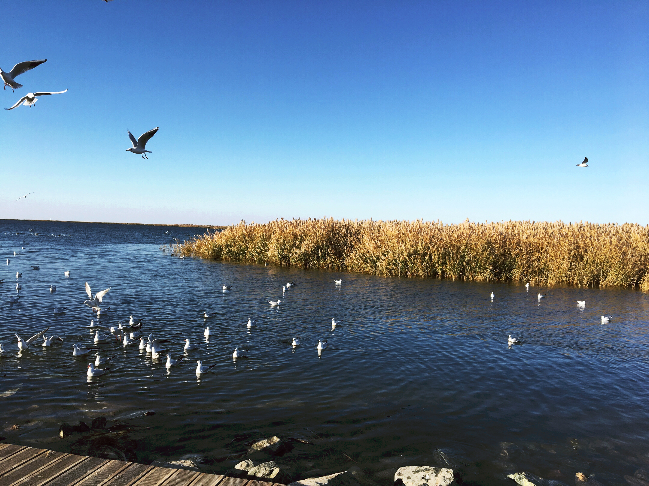 居延海,戈壁滩上的明珠