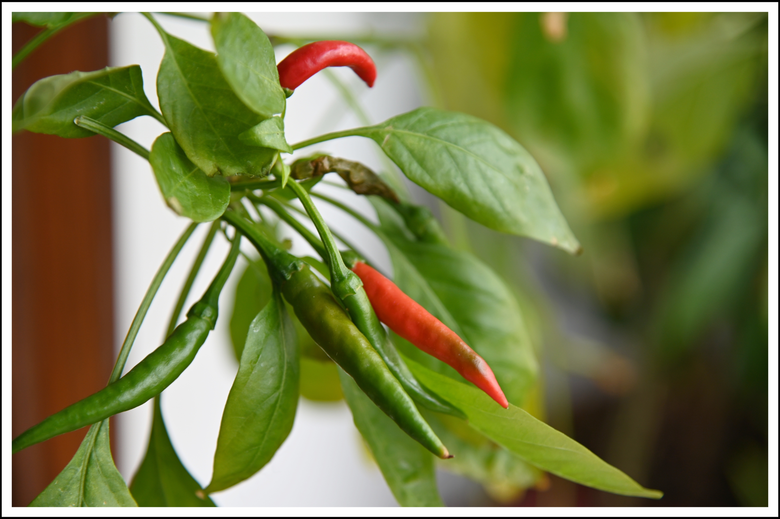 首发自家盆栽的朝天椒