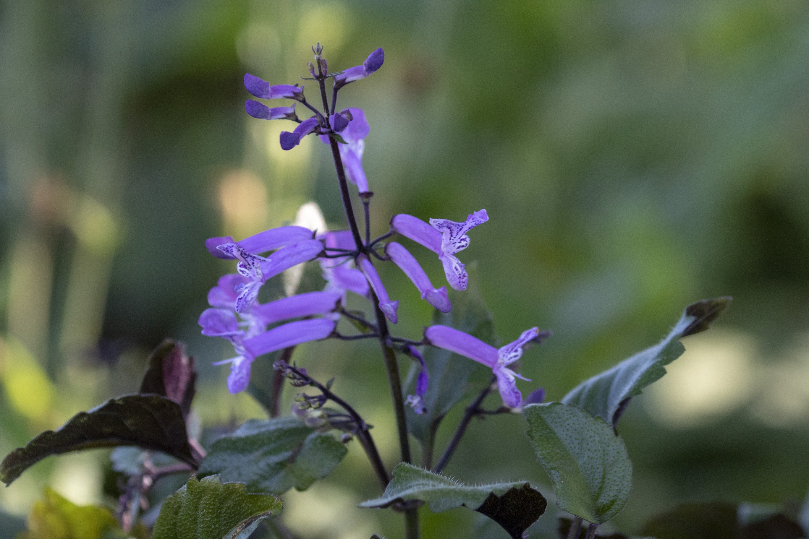 莫娜紫香茶菜vv首发
