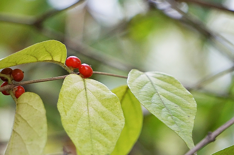 红红的扁担杆小果果
