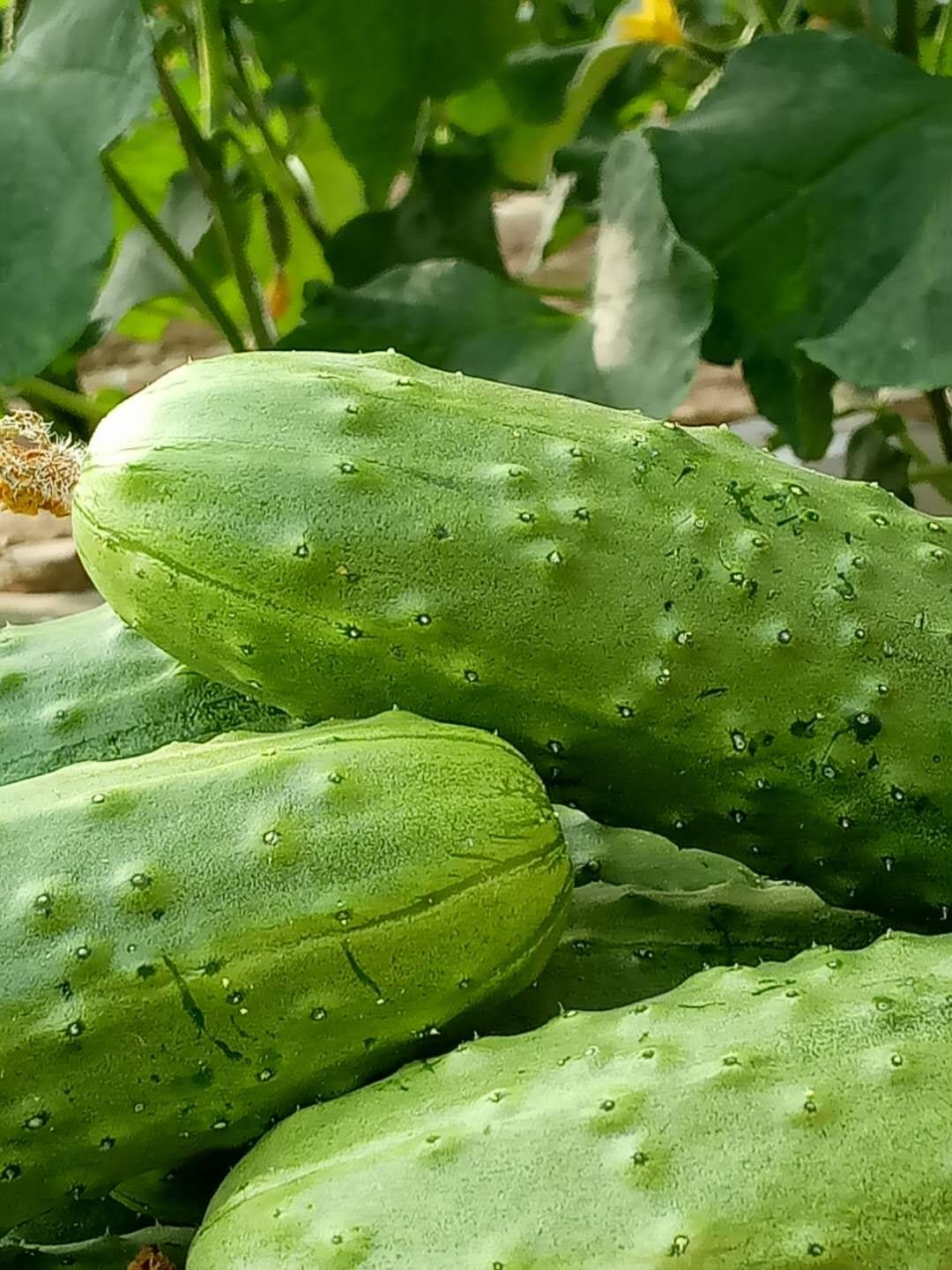 文殊镇恒翔农业示范园剪影