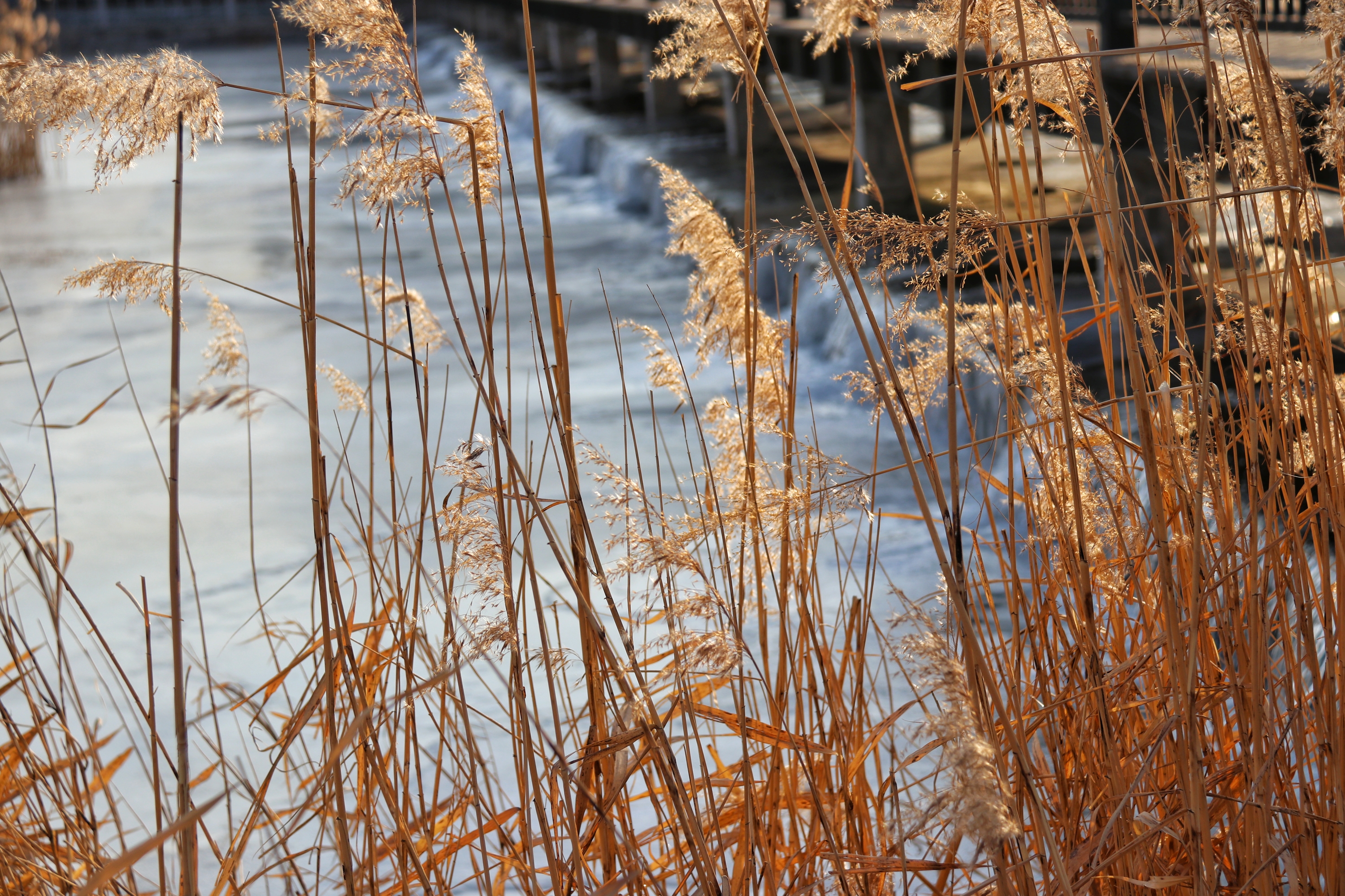 寒冬的芦苇