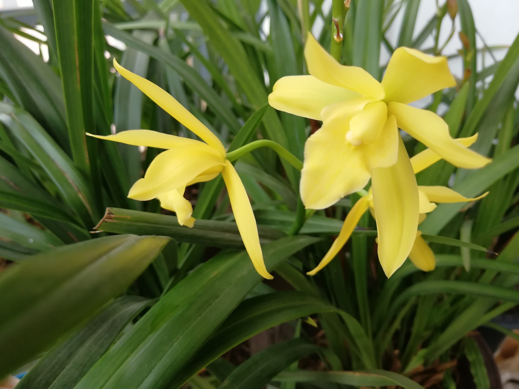 《赵放岚文集》诗歌欣赏:《咏兰兮》