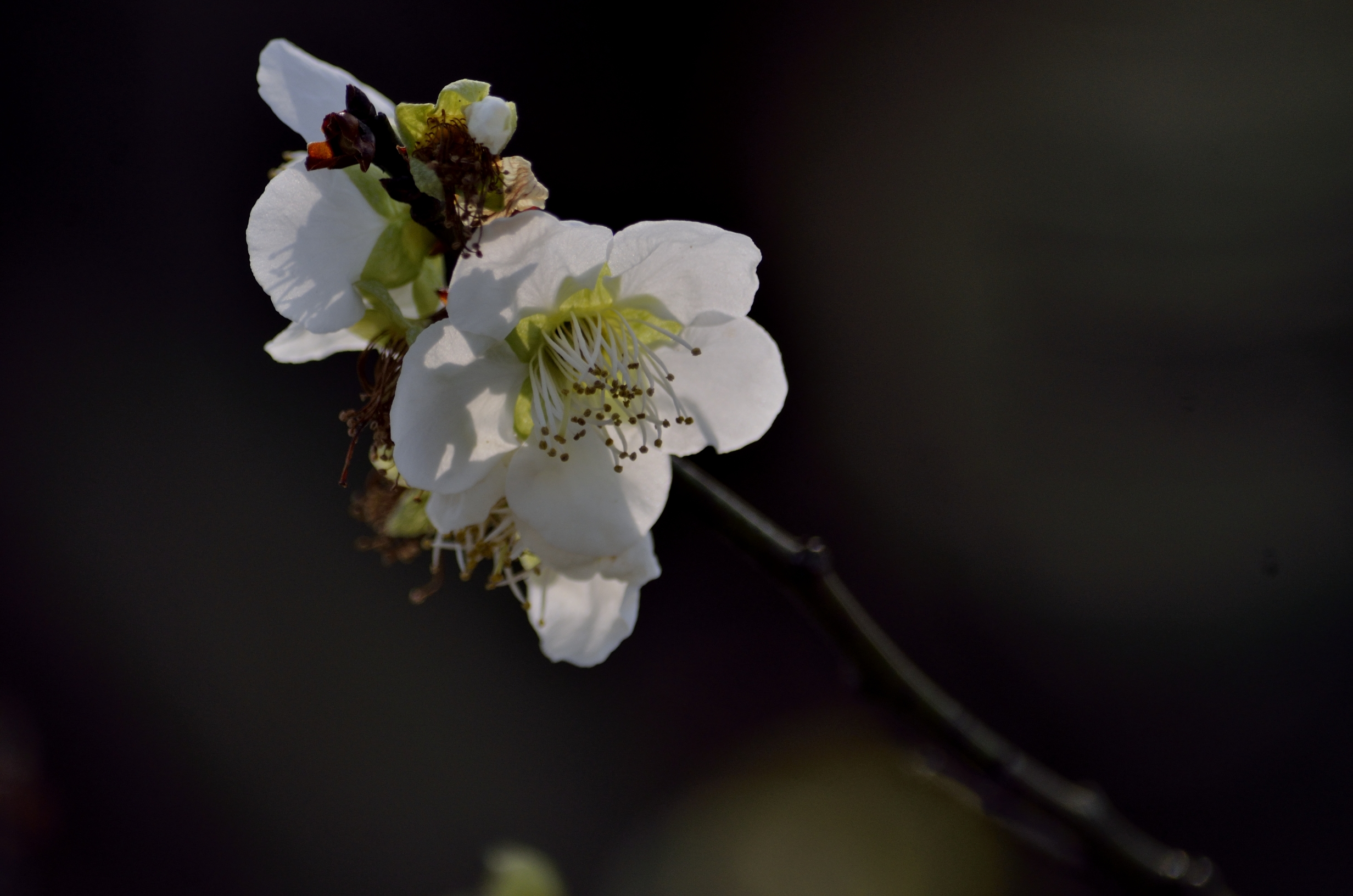 梅花系列一小绿萼梅(首发)