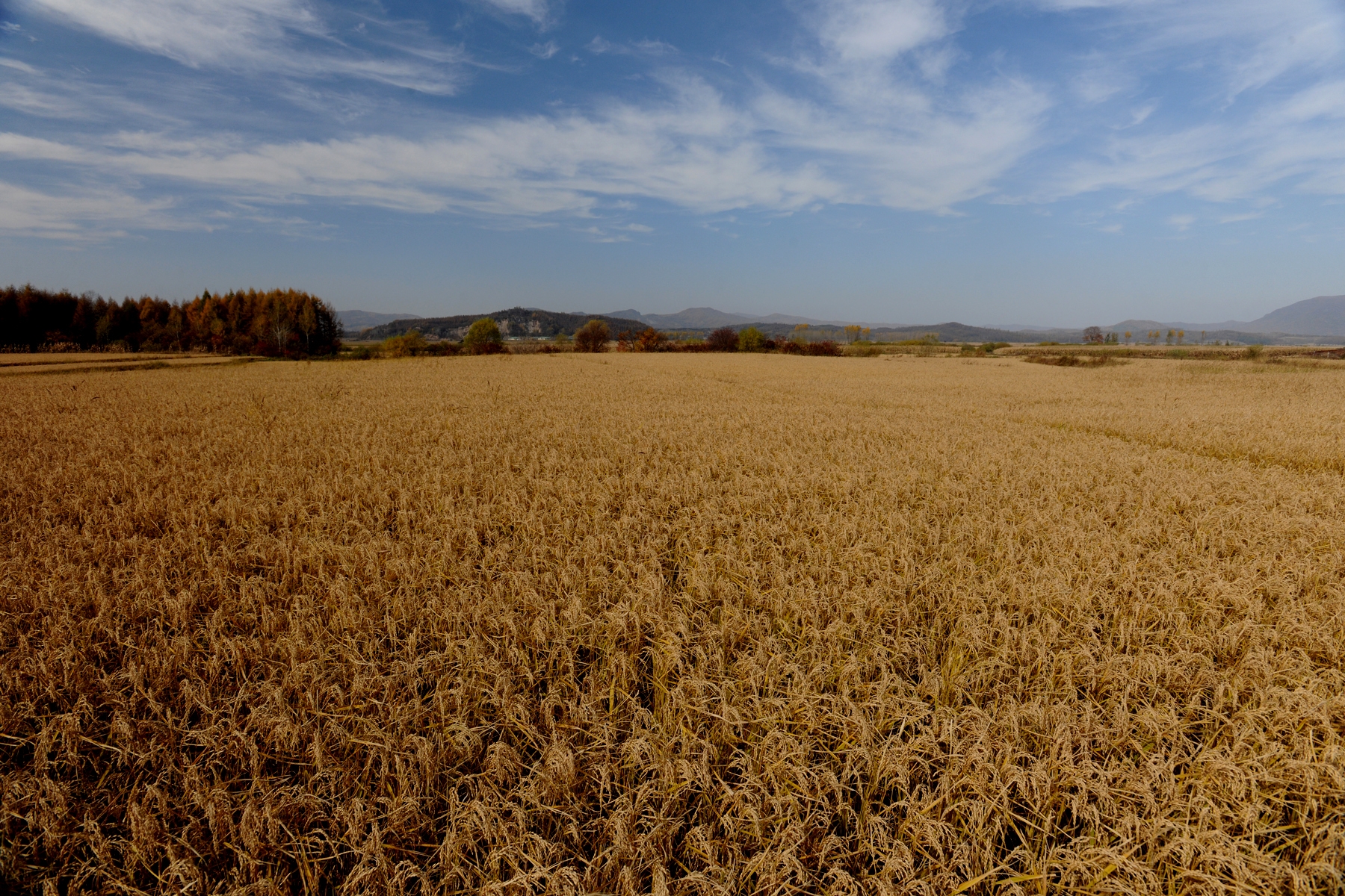 大片稻田,等待收割机收割