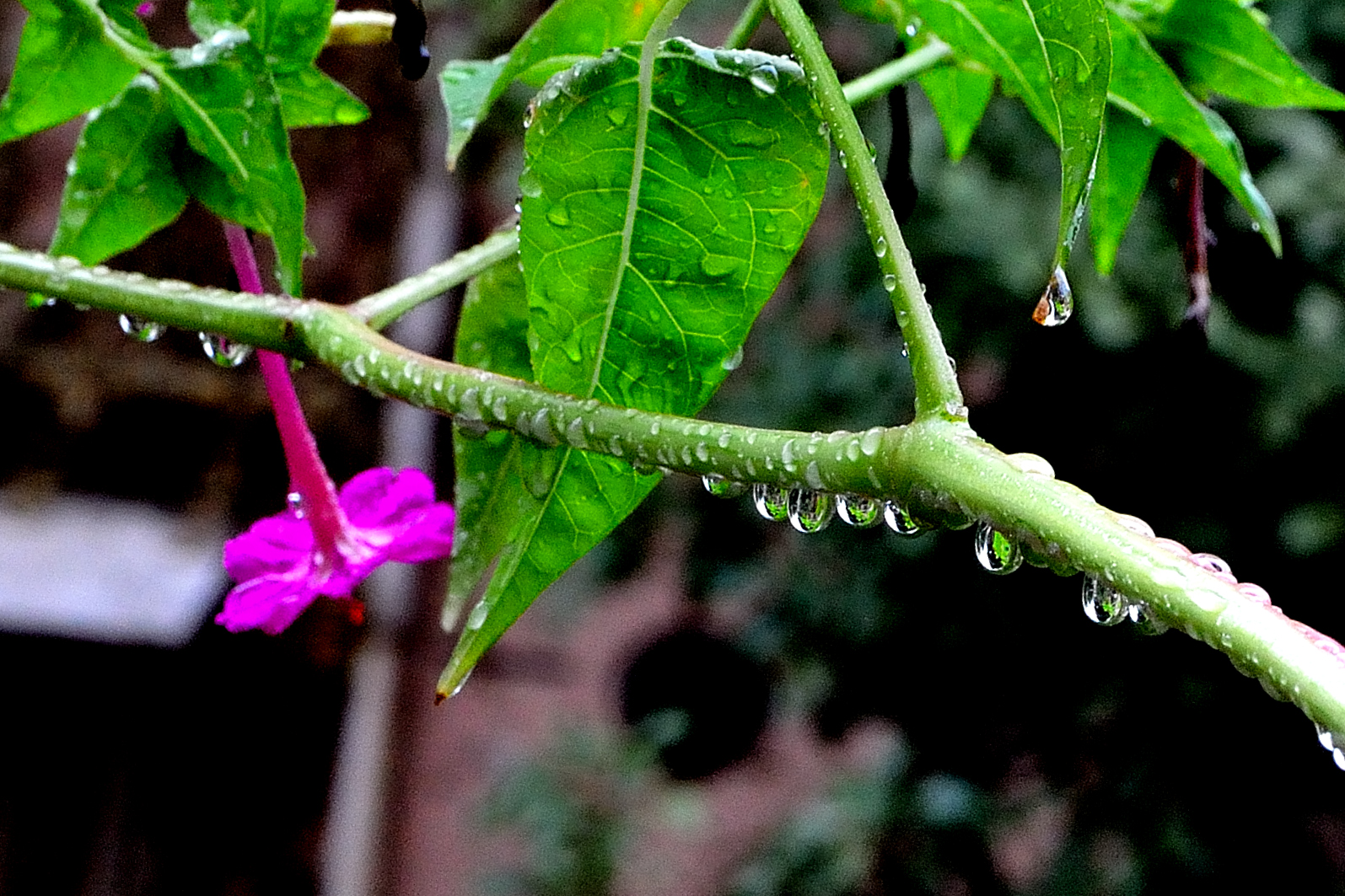 窗外雨中的紫茉莉