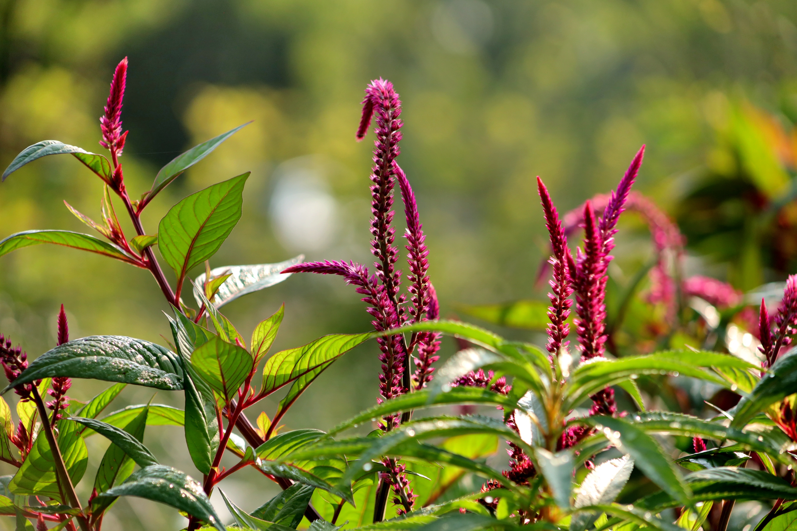 红艳艳的千穗谷送给天下有情人