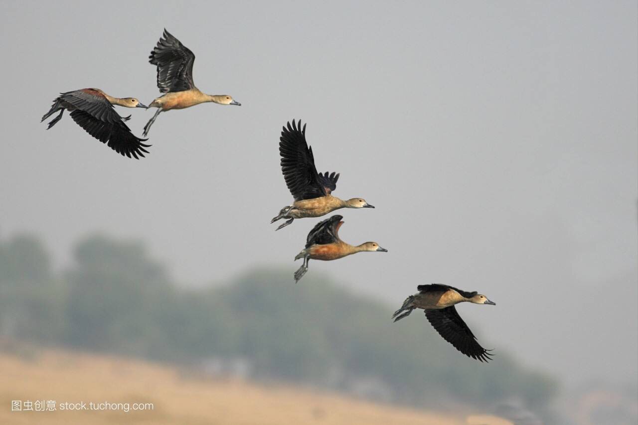 小鸟飞上了蓝天