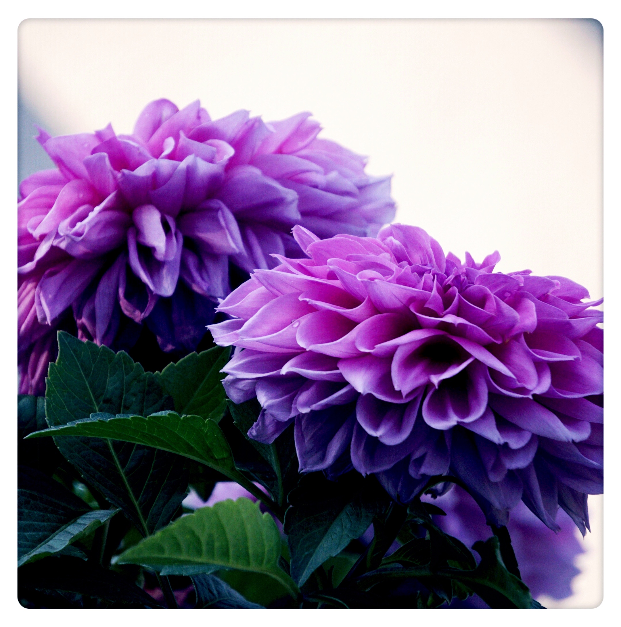 祝福生活美满幸福的大丽花首发