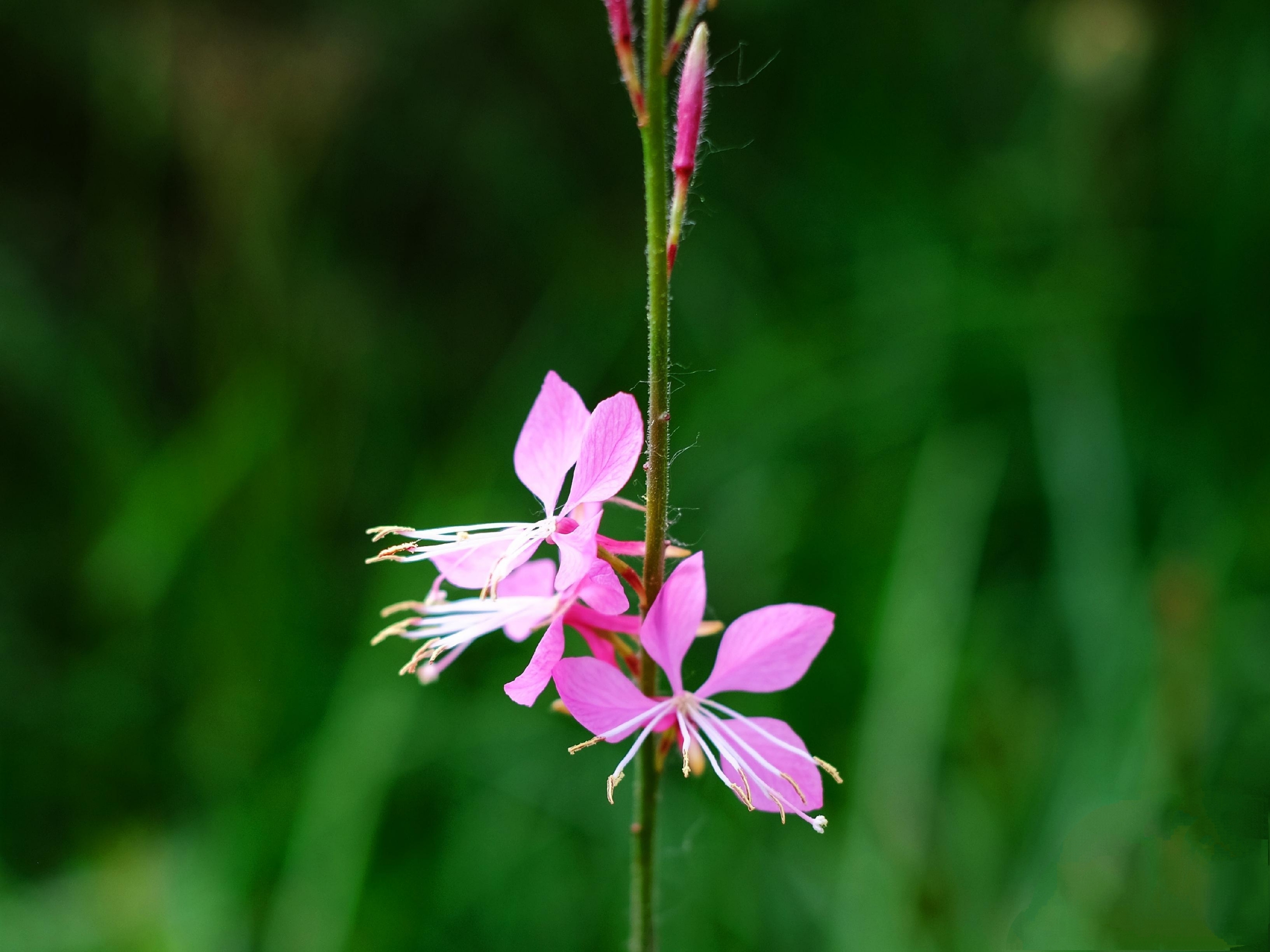 灵动秀气山桃草花