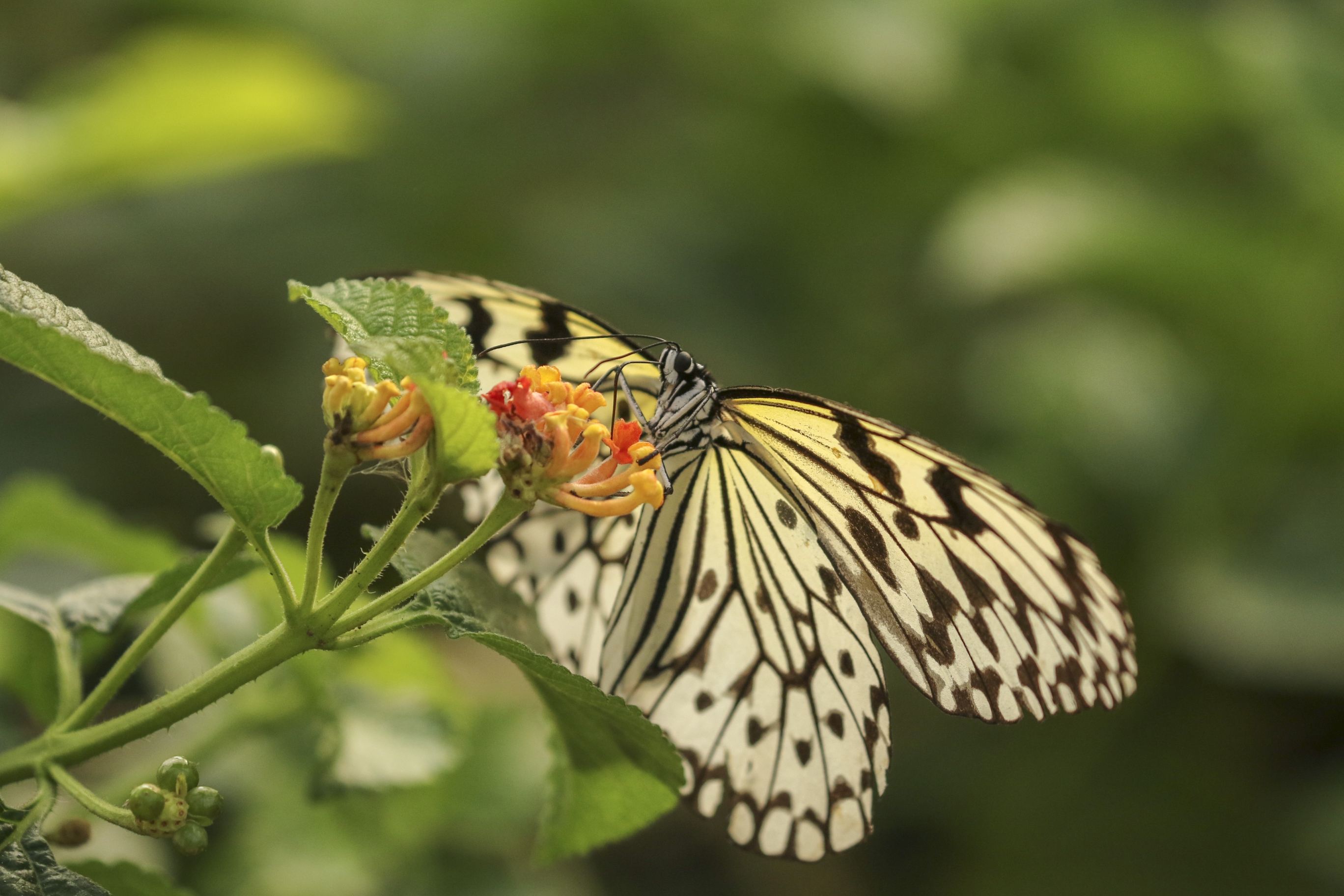 大帛斑蝶vv首发