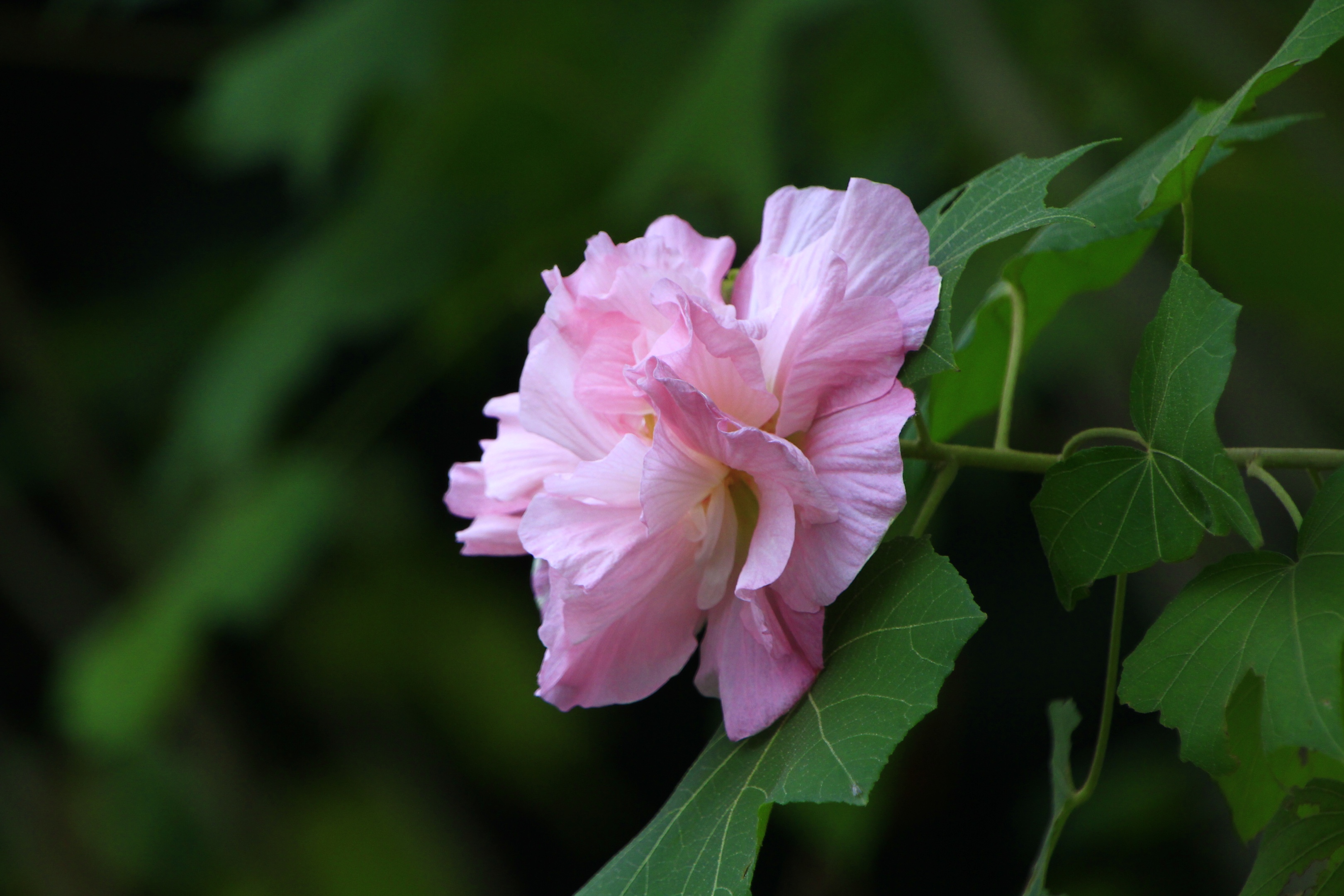 木芙蓉的传说(摄影首发)