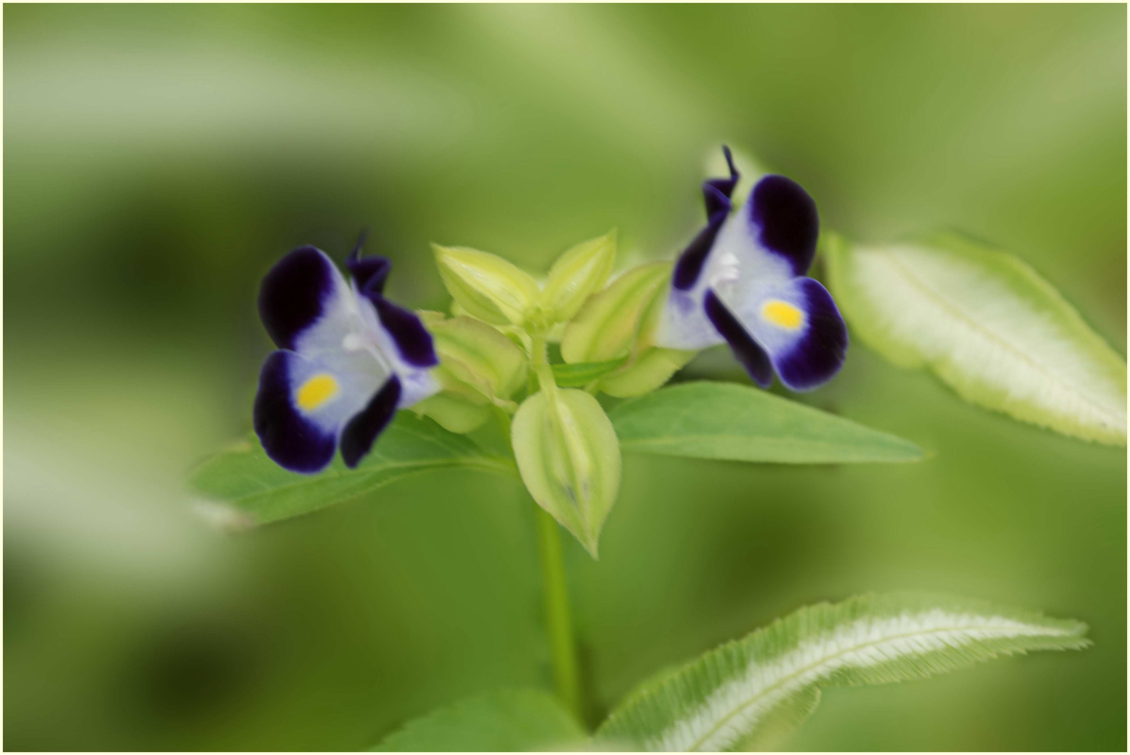 娇俏可爱夏堇花