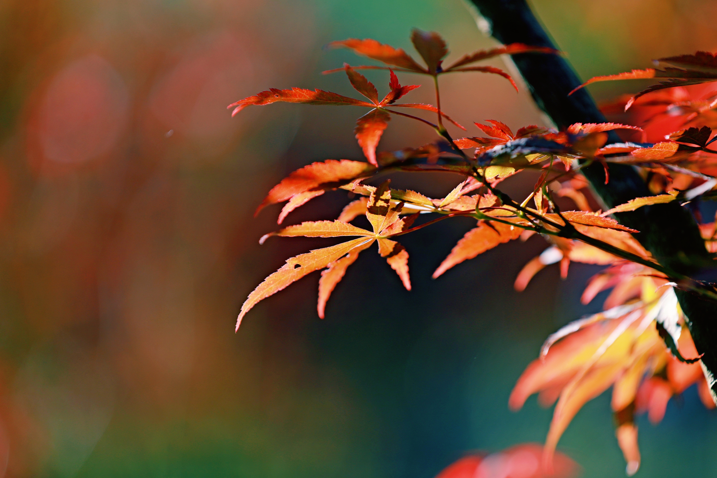 摘一片红叶,赠你一场秋的气息【摄影首发】