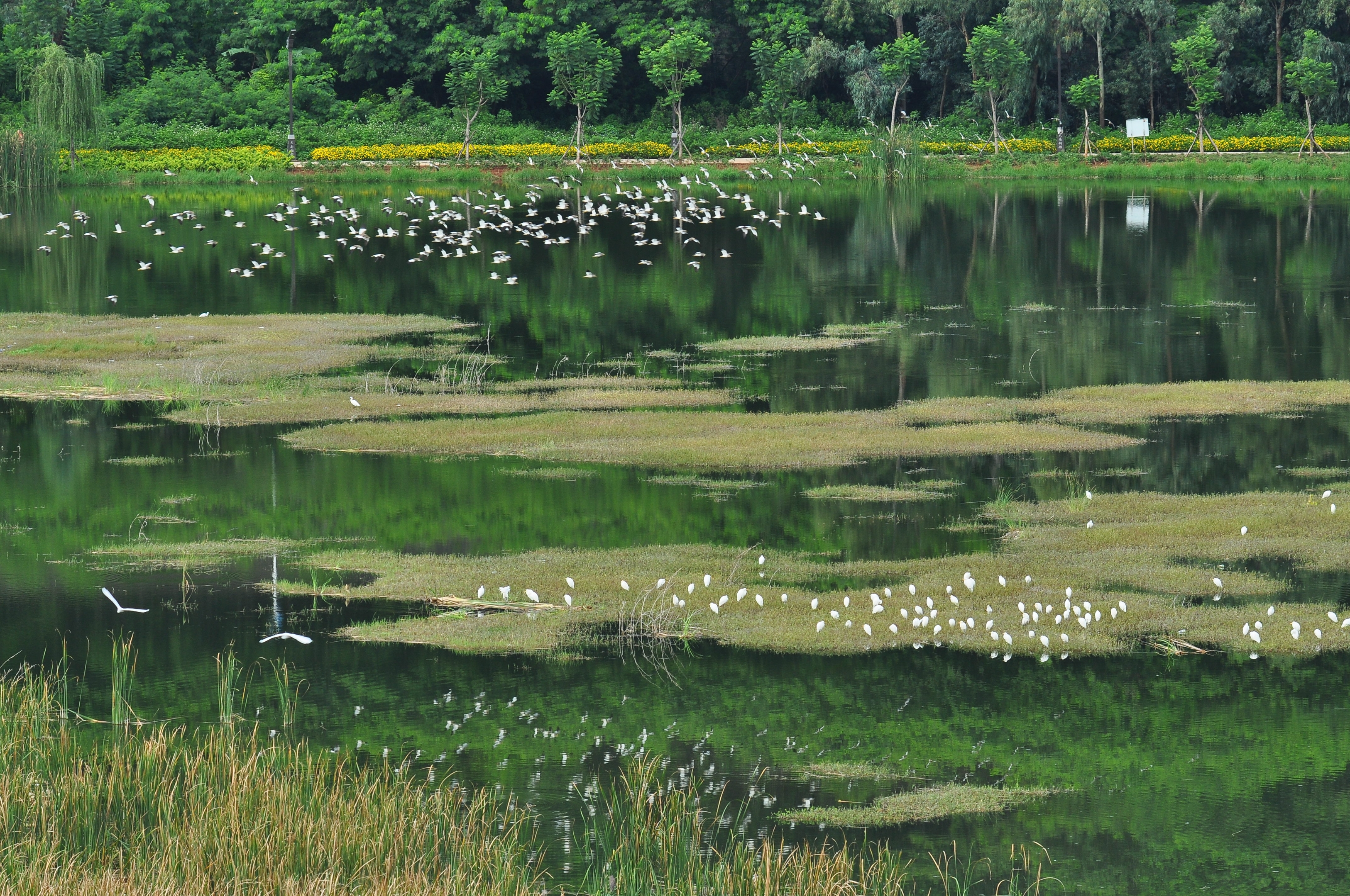 东川区湿地公园图片