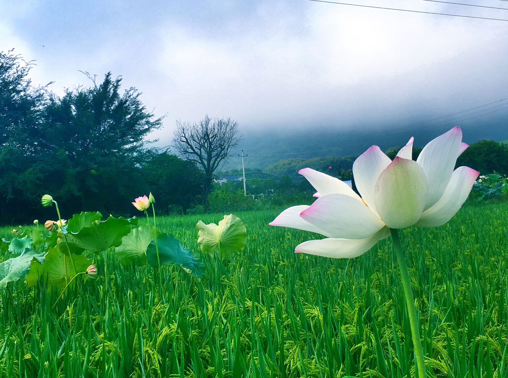 稻田里的荷韵于2019年9月7日手机随记于武义十里荷花村