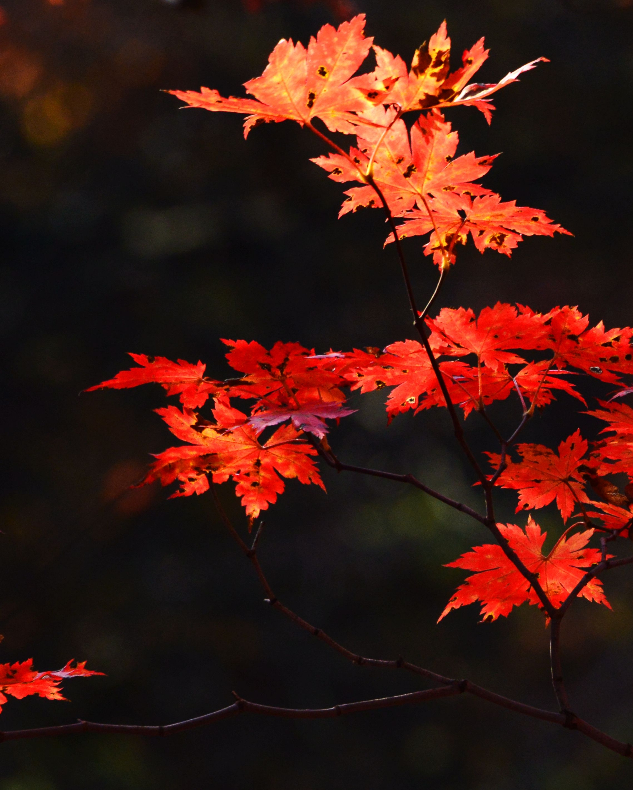 【首发】秋之枫