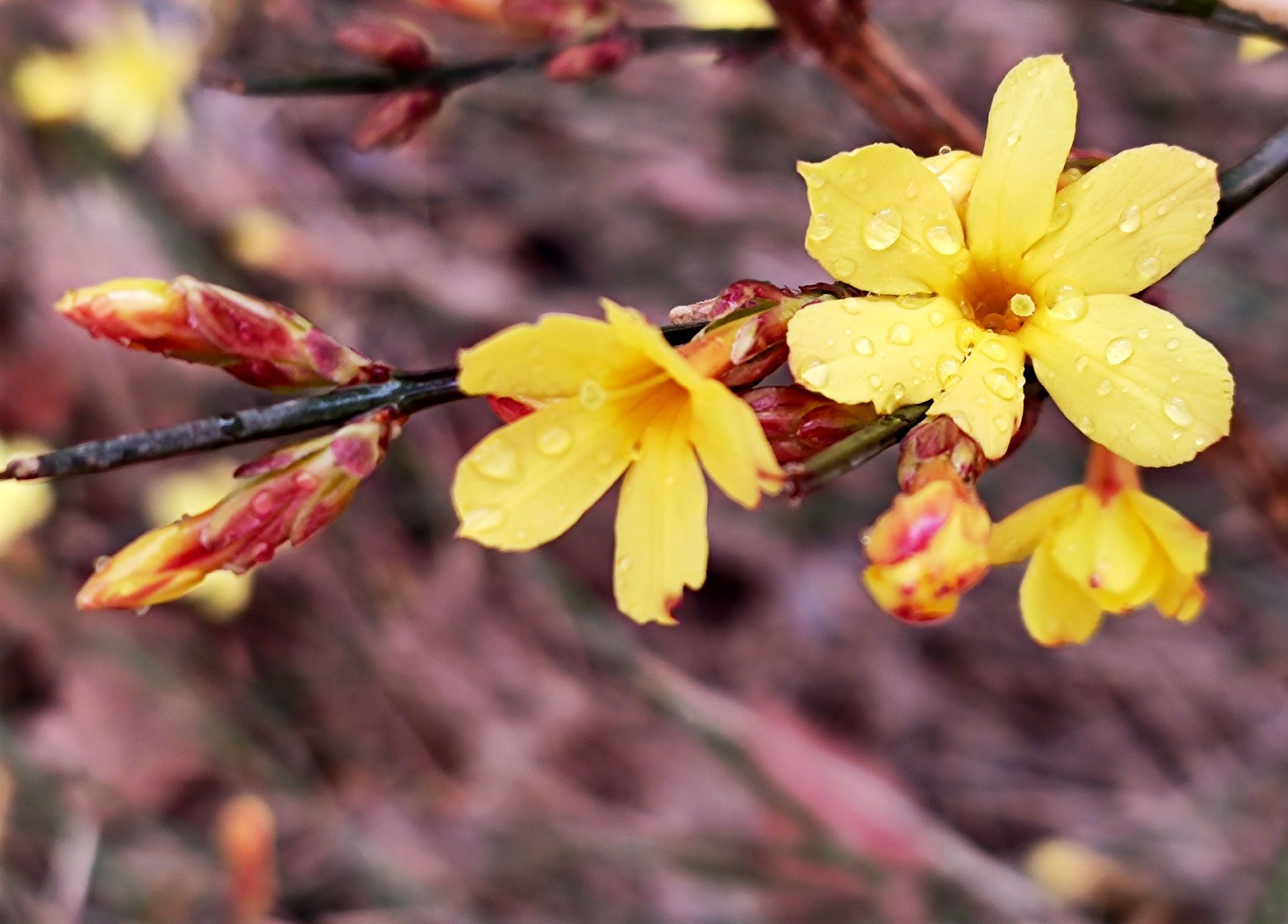 春雨滋润迎春花vv首发
