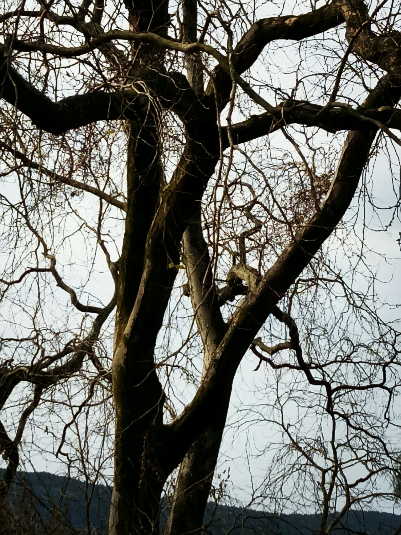 一缕阳光沐浴着美丽的家乡和村边那棵充满传奇色彩的皂角树