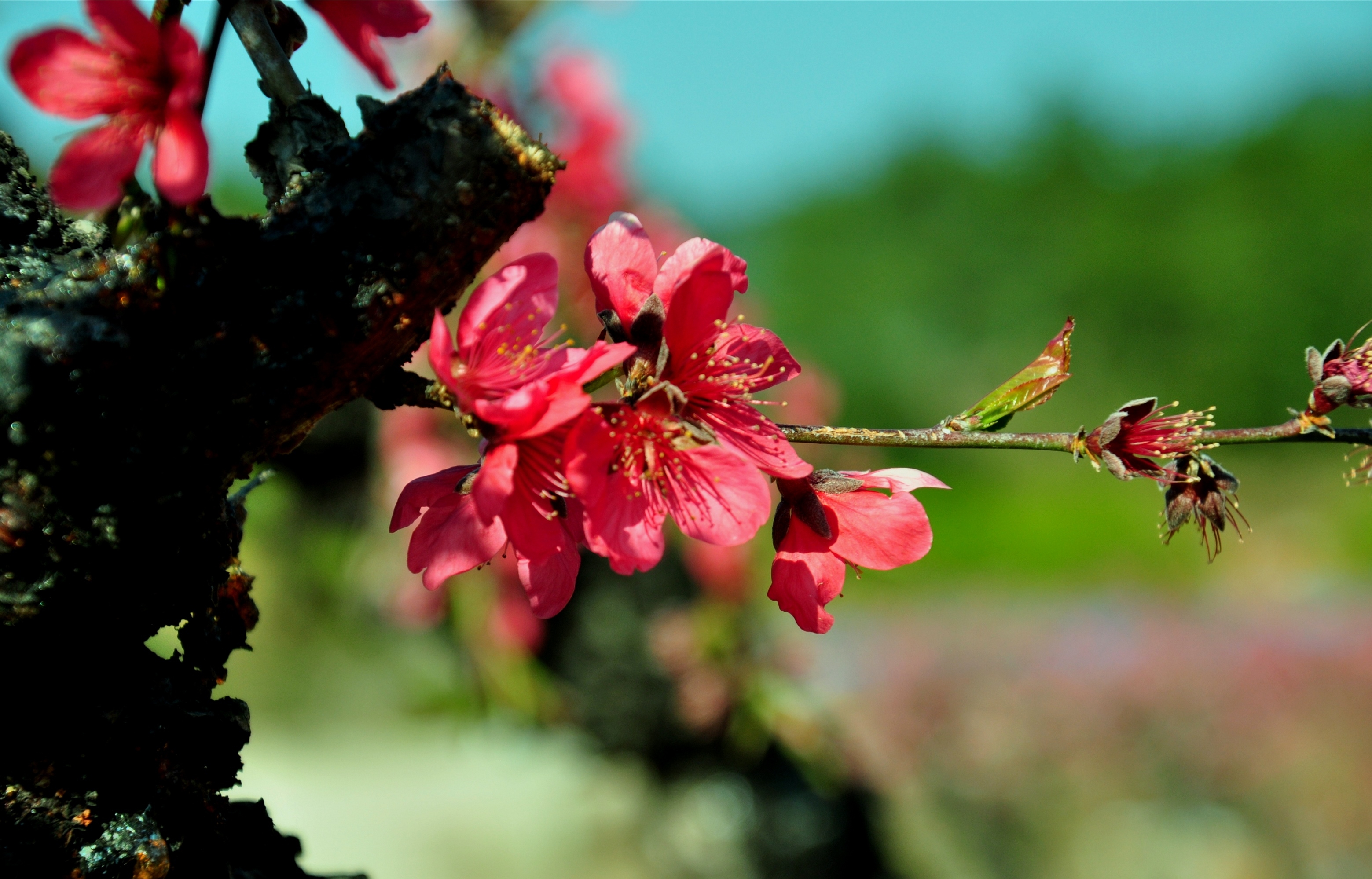 今春此门中人面桃花相映红
