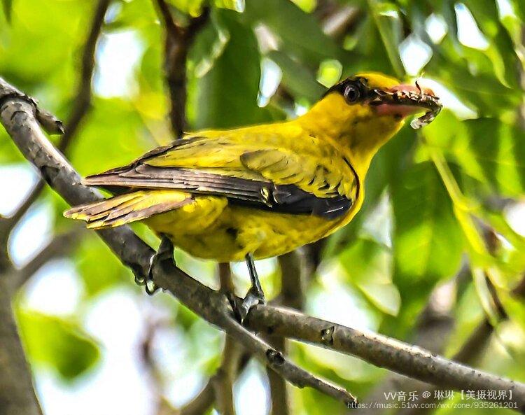 首发大自然的歌唱家――黄鹂鸟