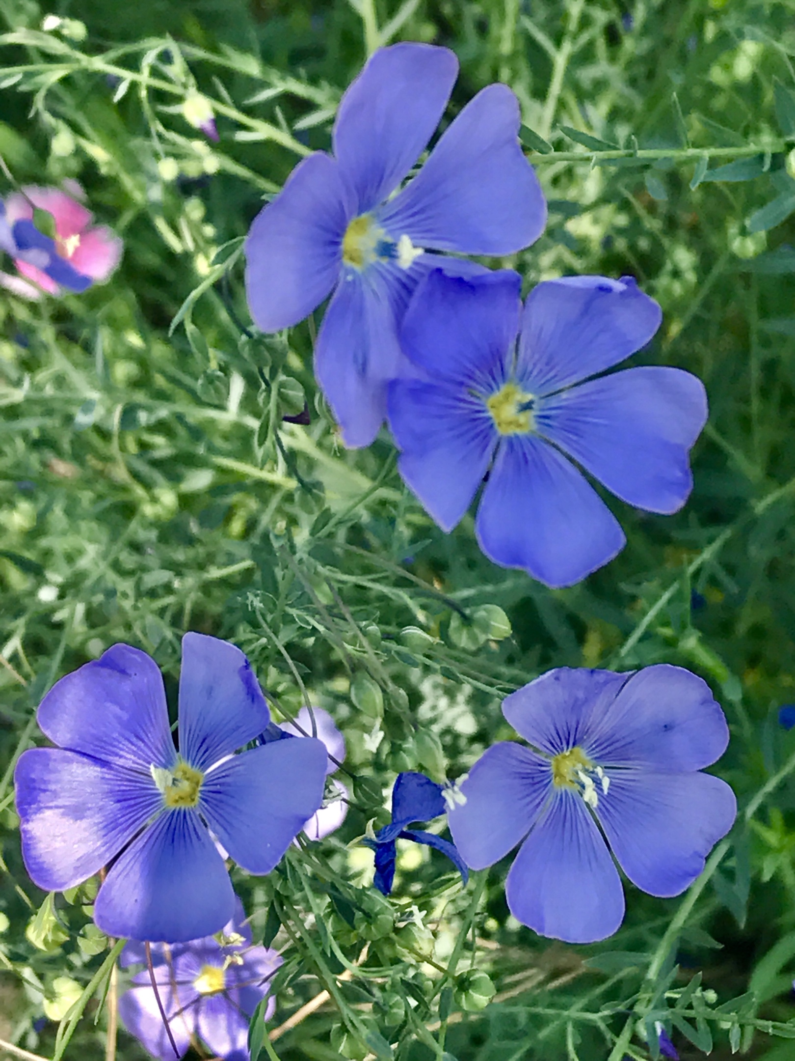 漂亮的石竹花,吸允着大地恩赐的精酿,拥抱着六月的阳光,尽情地绽放!