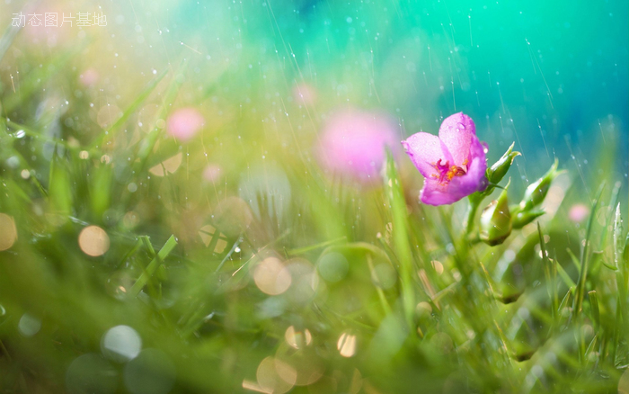 小雨多情