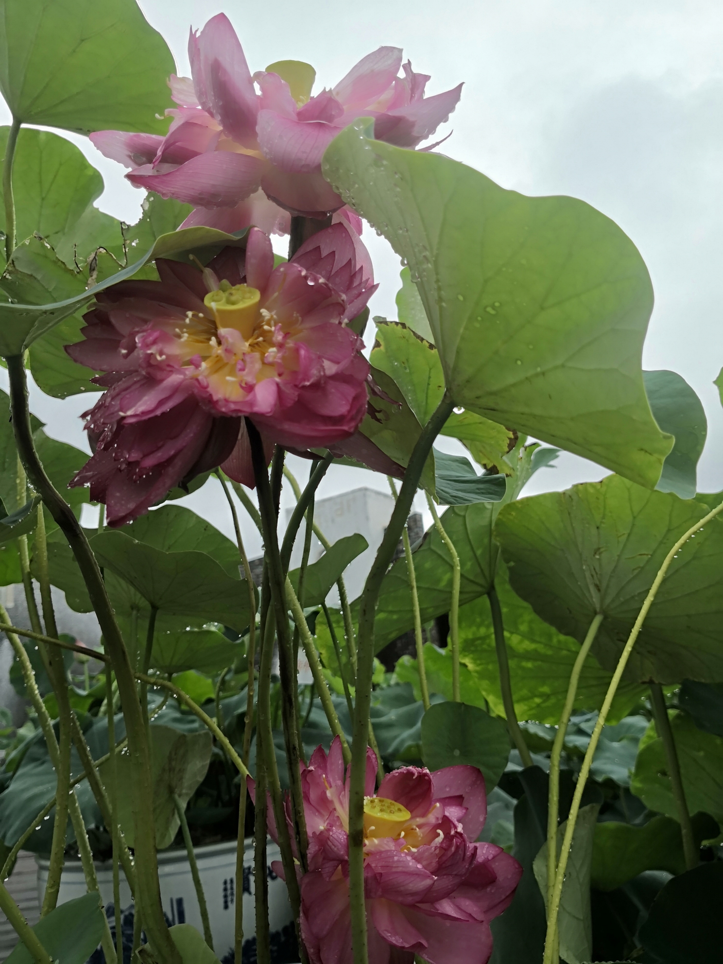 厦门圆博园.雨中赏荷花