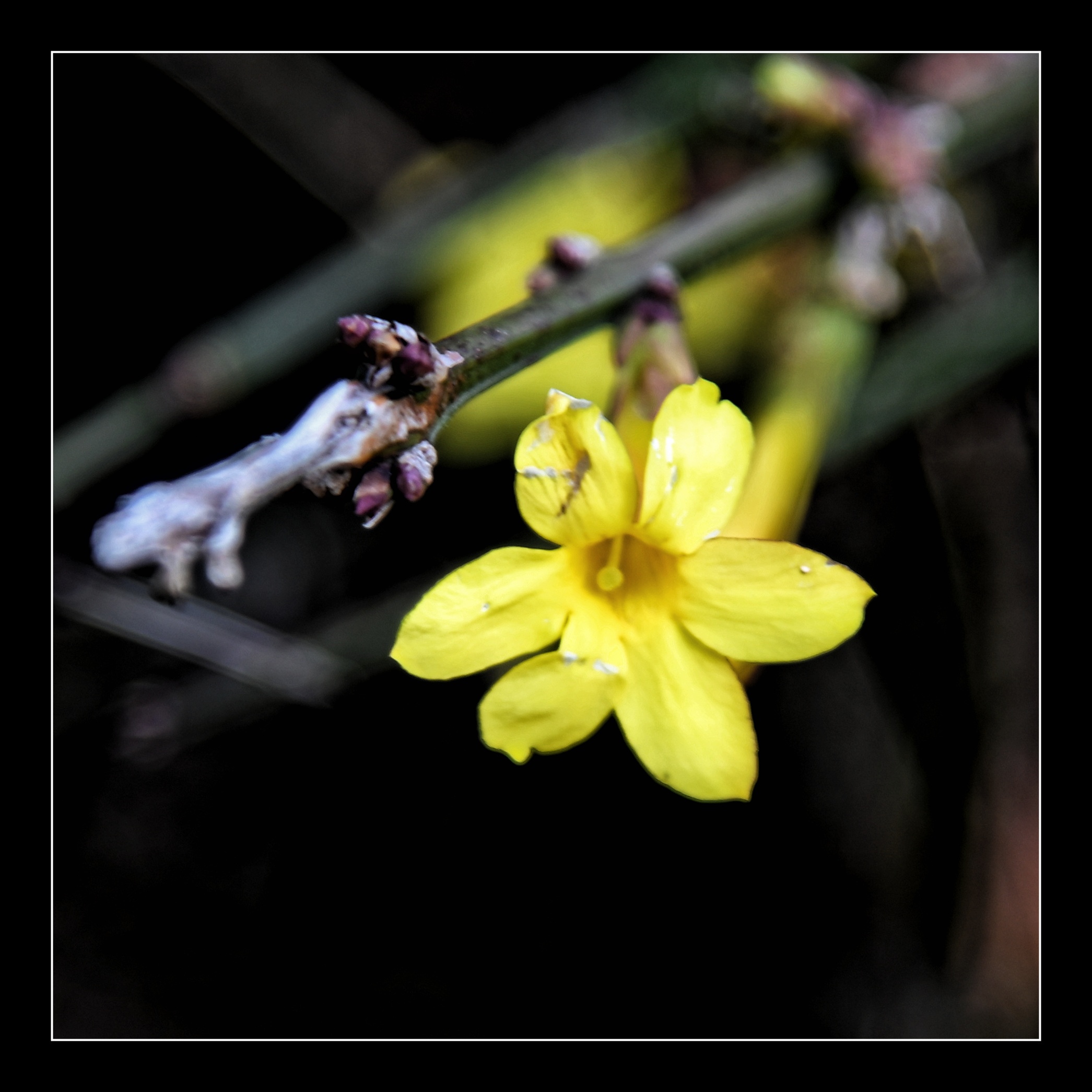 又見迎春花【首發】