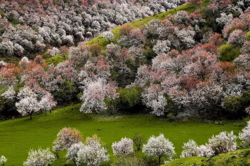 春风十里,不如看花霍城大西沟福寿山景区 2019-01-15