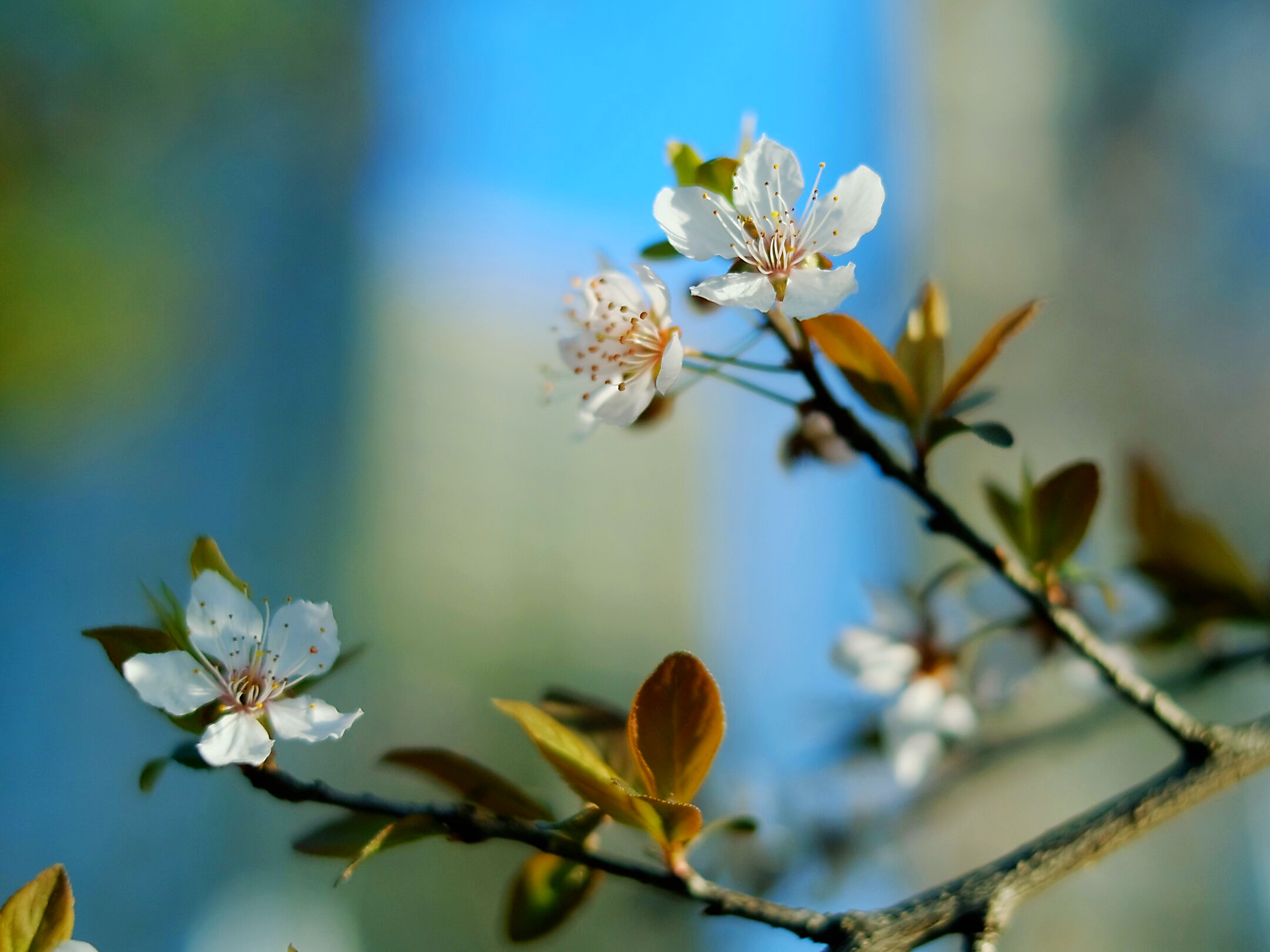 你好早春的李花