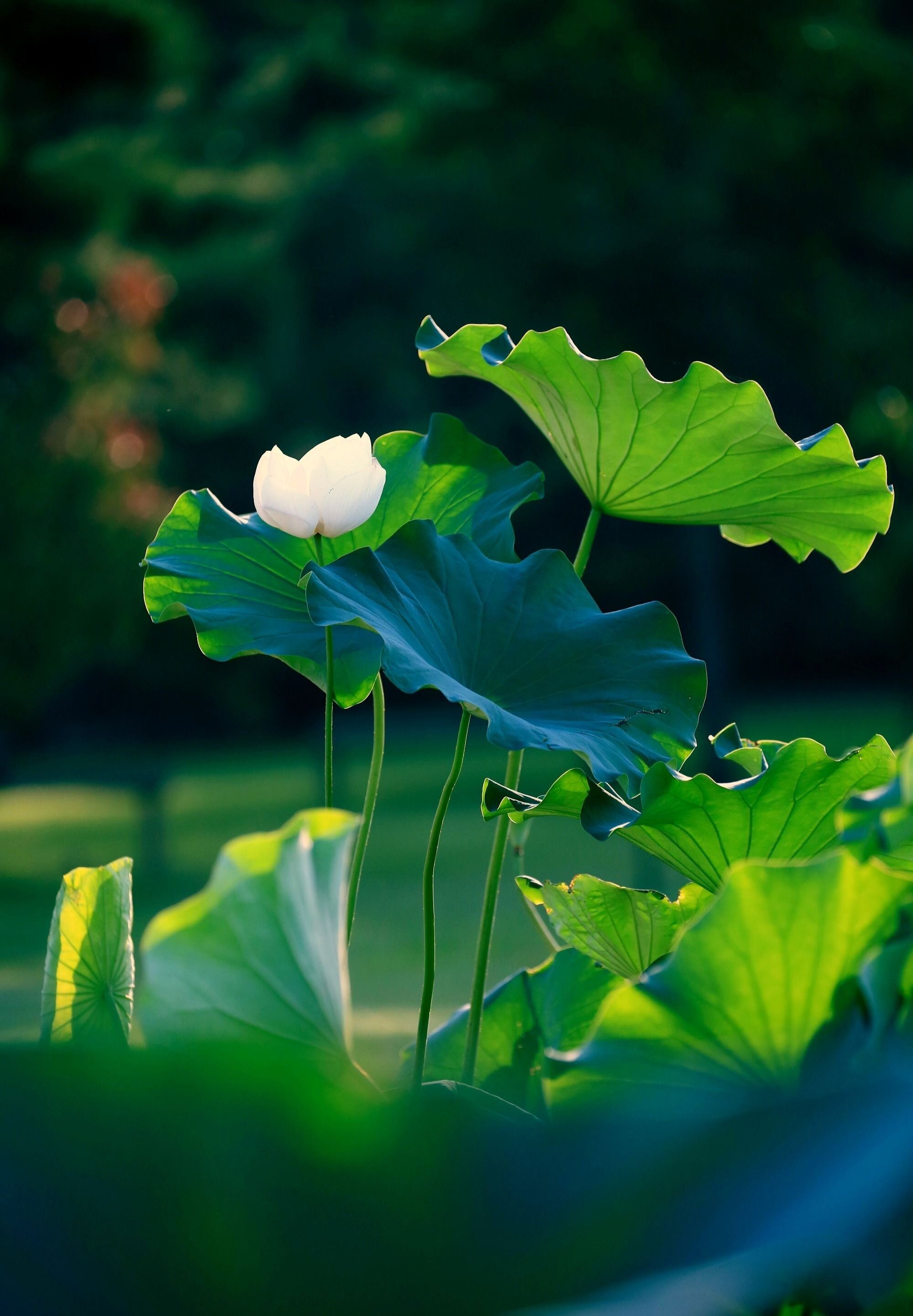 荷之韵尽享最美荷文化
