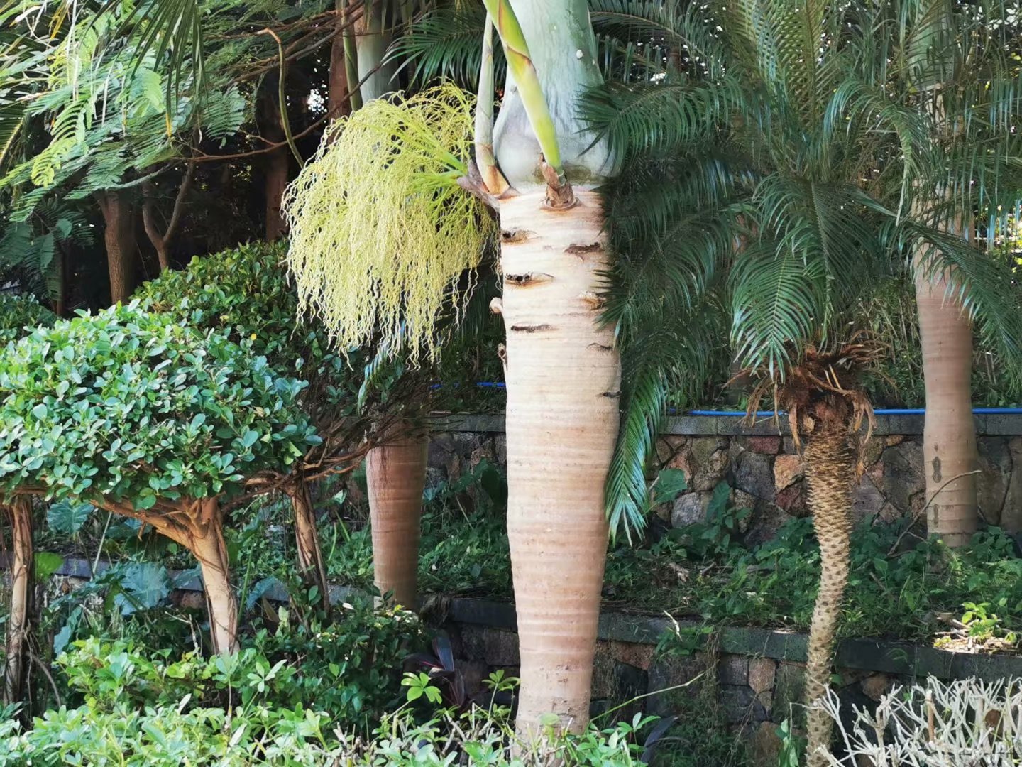 玛玎【美摄视界】:【首发】棍棒椰子 - vv