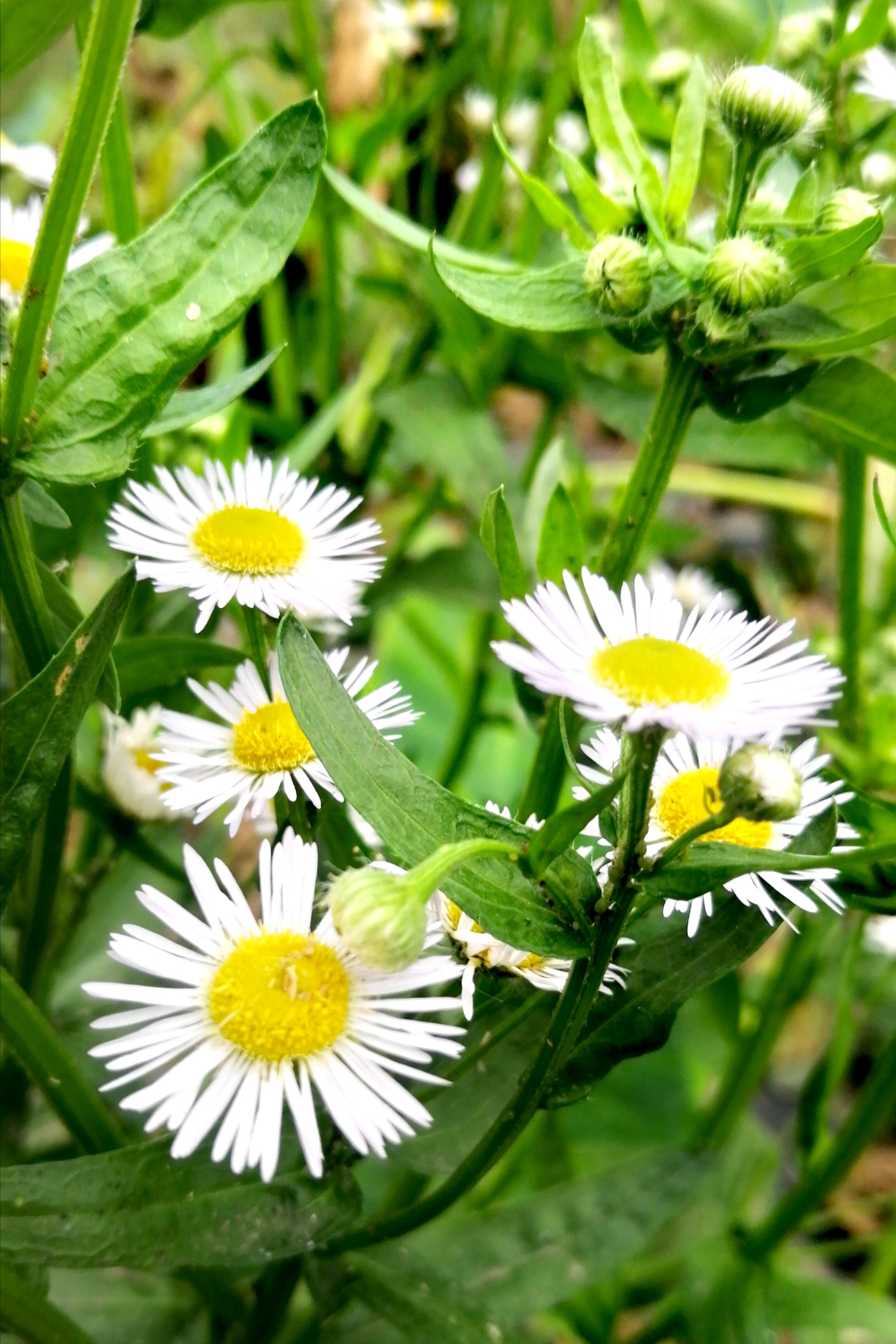 一年蓬摄影原创首发