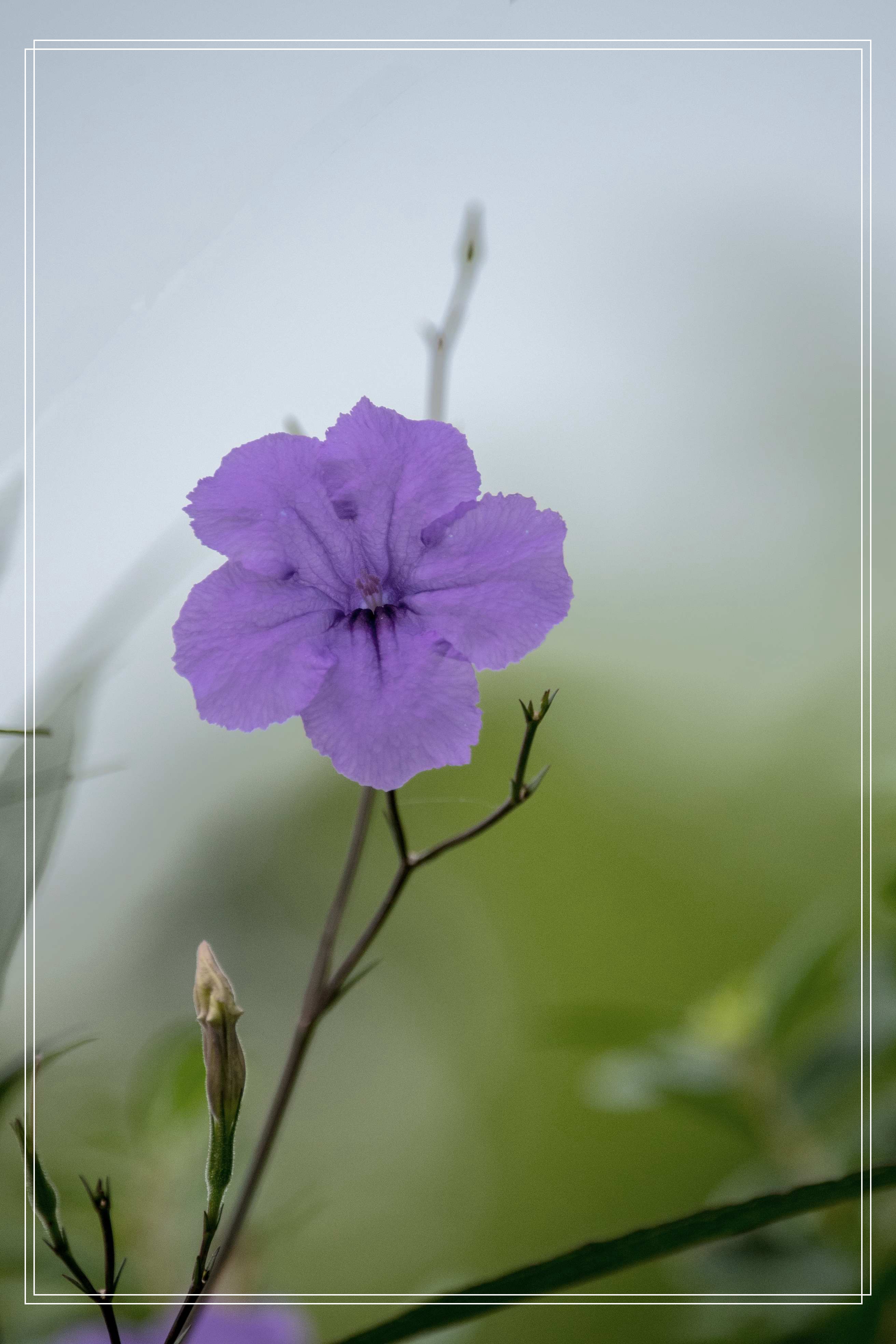清新淡雅蓝花草