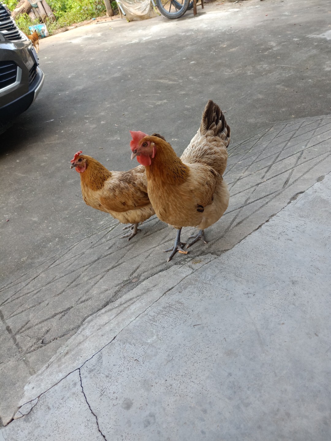 两只老母鸡