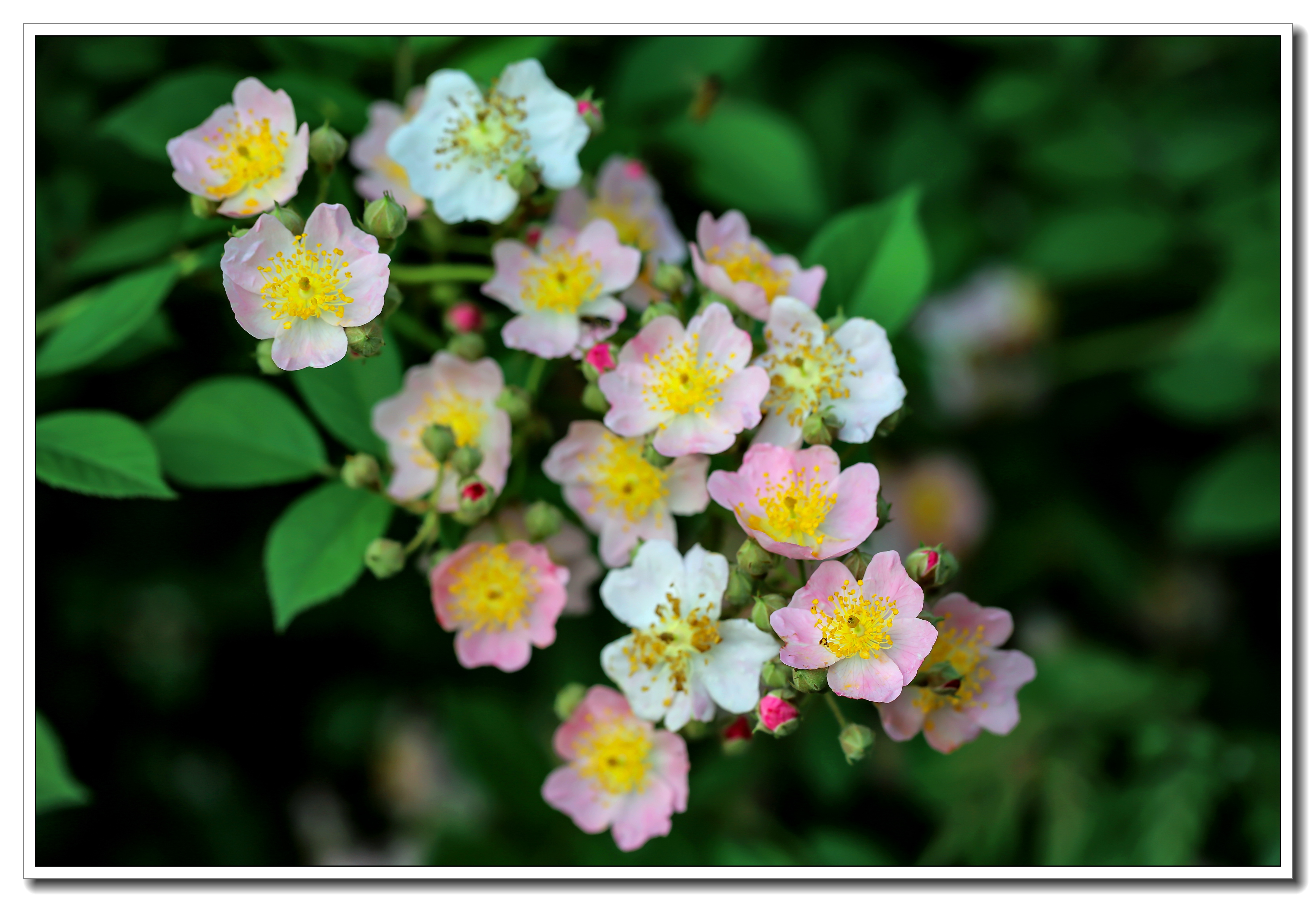 又见野蔷薇花开