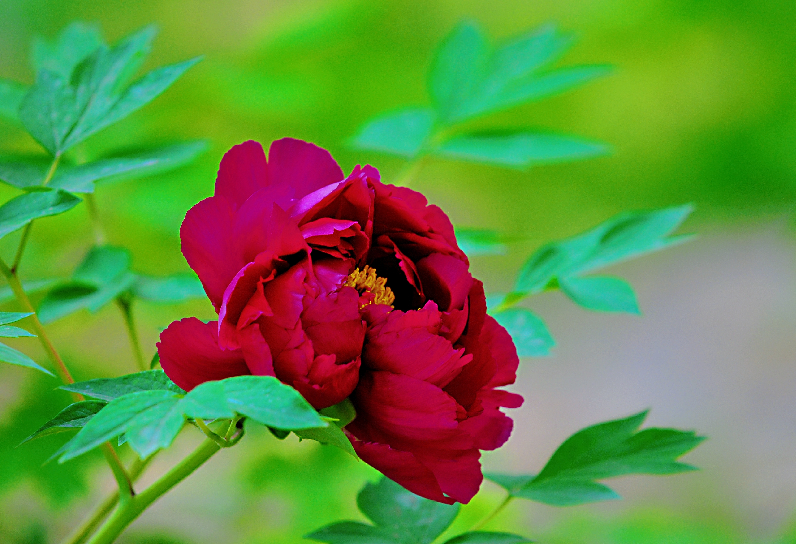 首发〕红墙牡丹