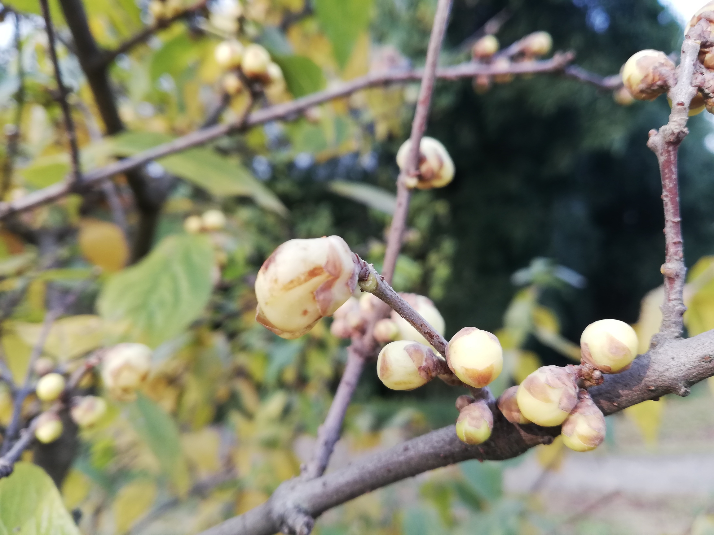 蜡梅科(蜡梅科植物)